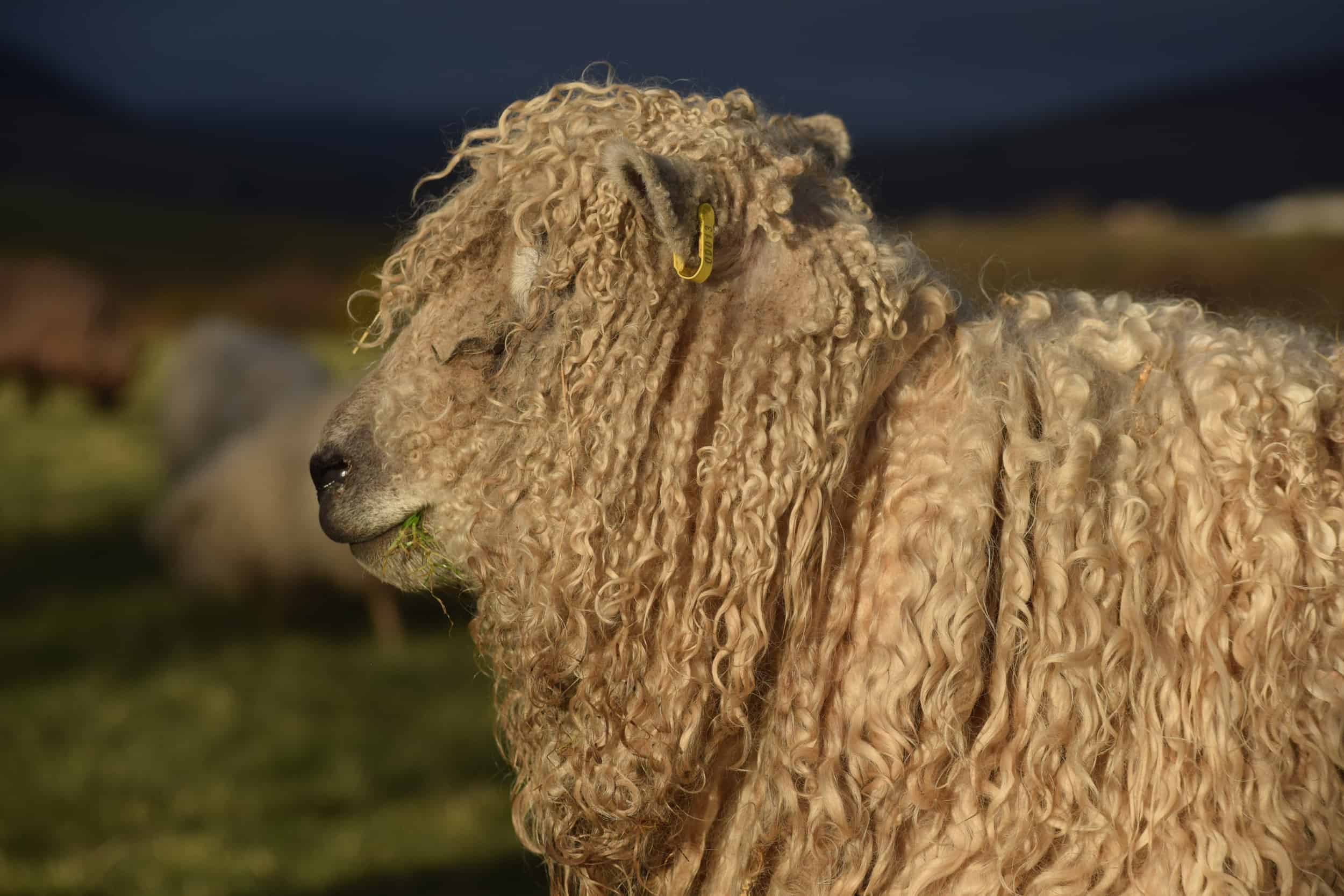 Alice patchwork sheep wensleydale cross greyface dartmoor gfd