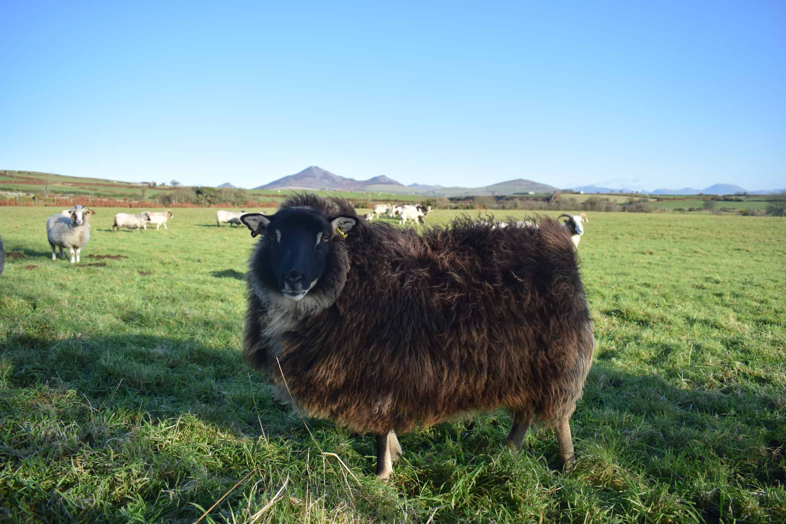 Pepsi mouflon icelandic cross sheep black felt rugs wool black
