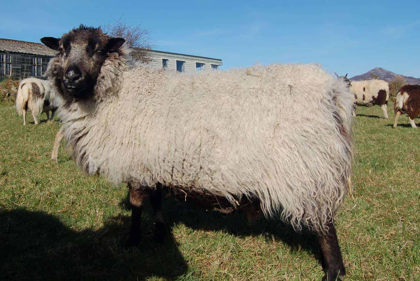 mochi grey sheep patchworksheep