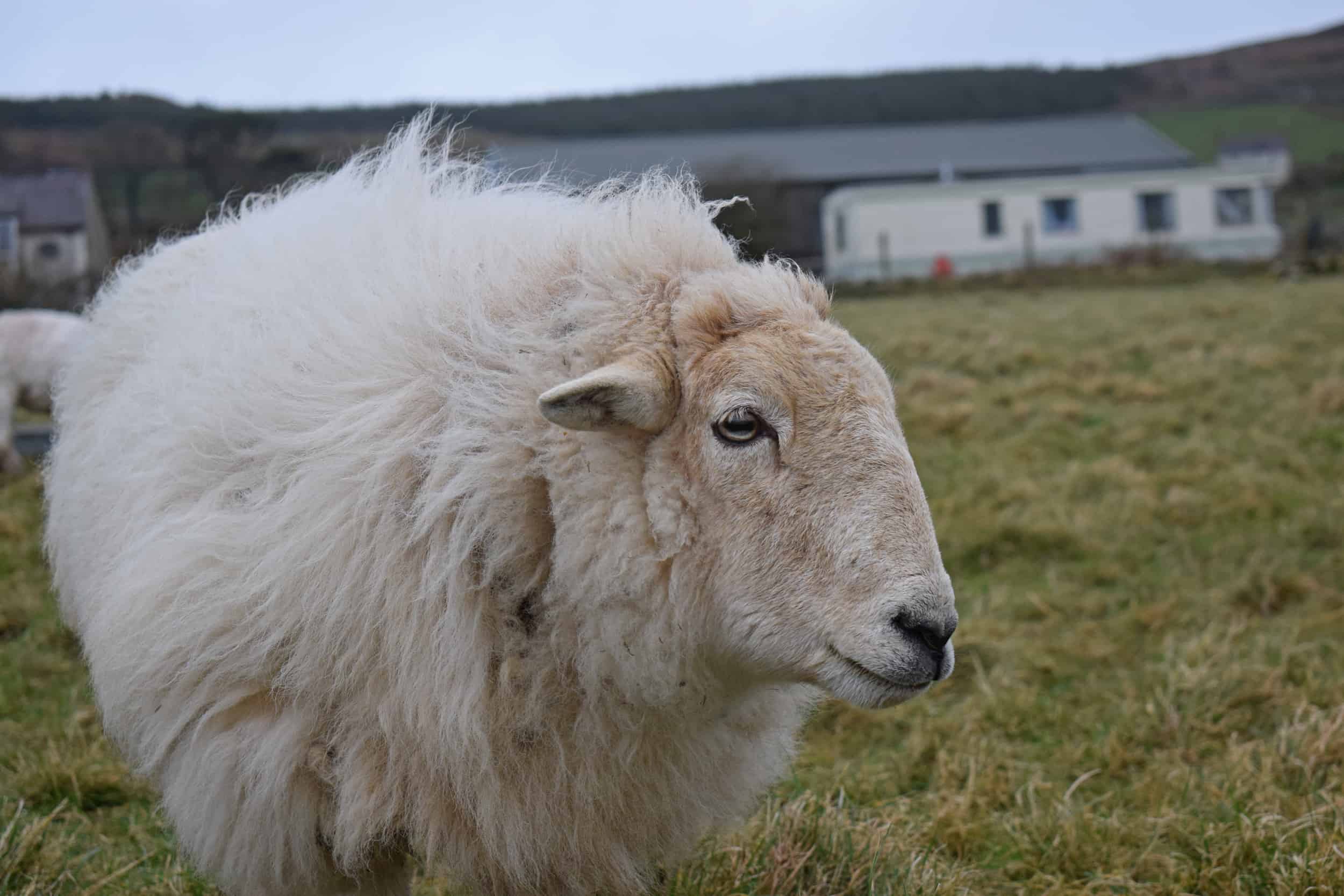 Nettle Welsh mountain hill sheep ewe old welsh wool rugs woven handmade 6
