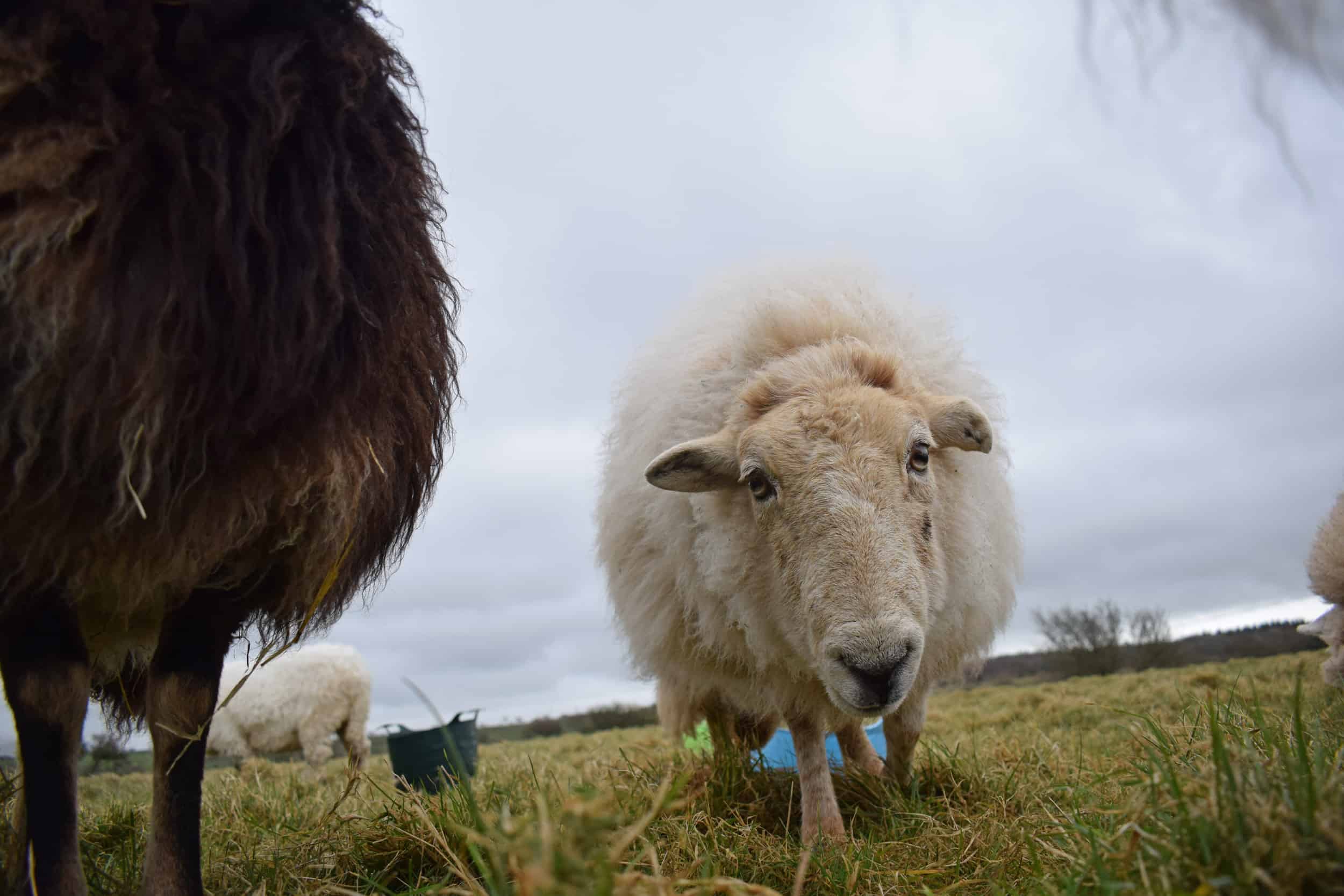 Nettle Welsh mountain hill sheep ewe old welsh wool rugs woven handmade 5