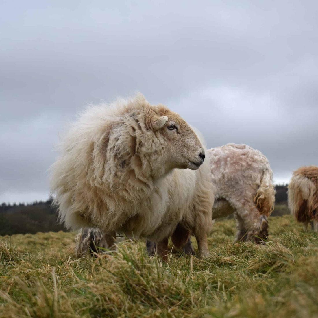 Felted Fleece Rug 'Welsh Mountain' Vegetarian Sheepskin Natural Wool