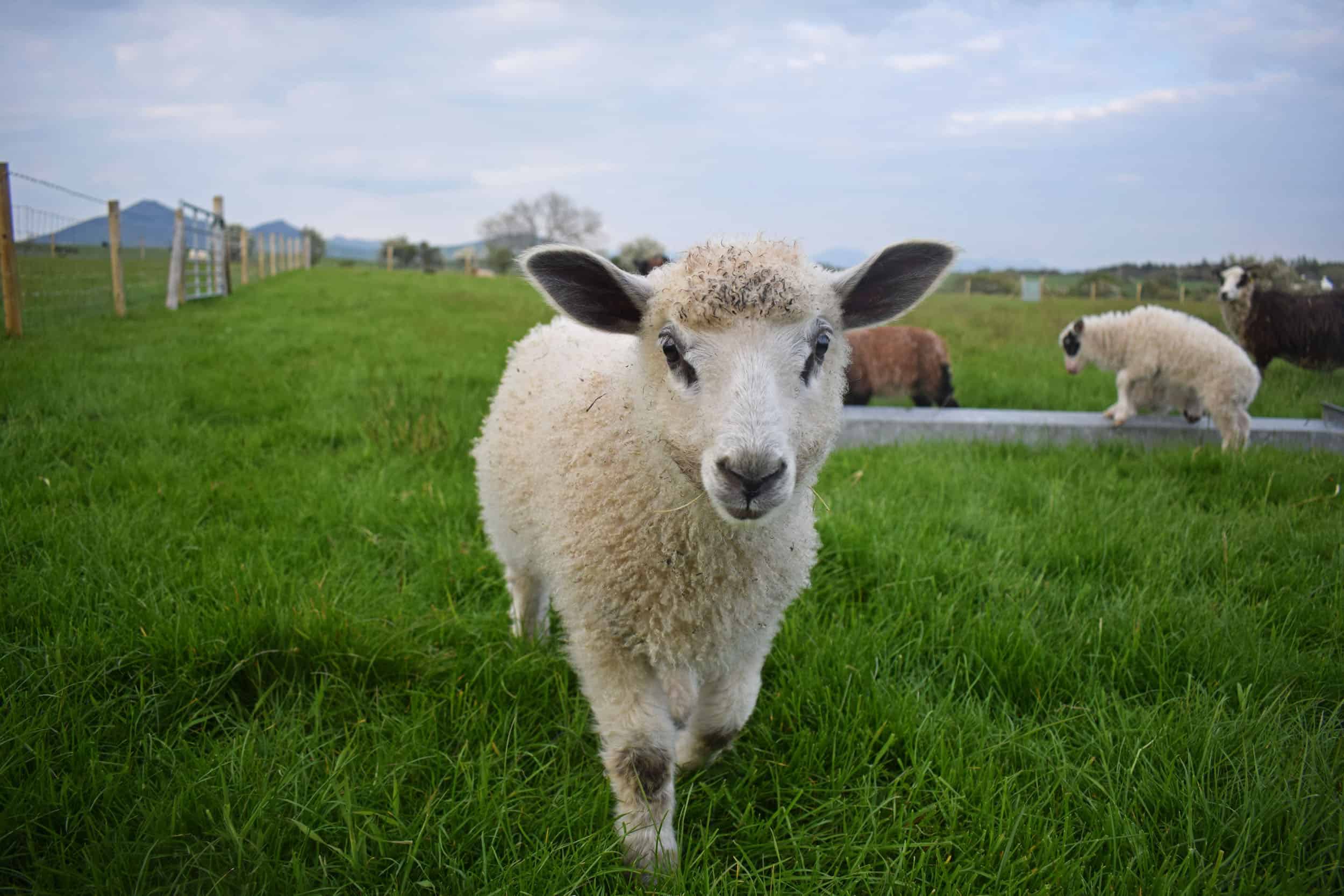 nymphadora sheep wensleydale cross icelandic sheep wool lamb