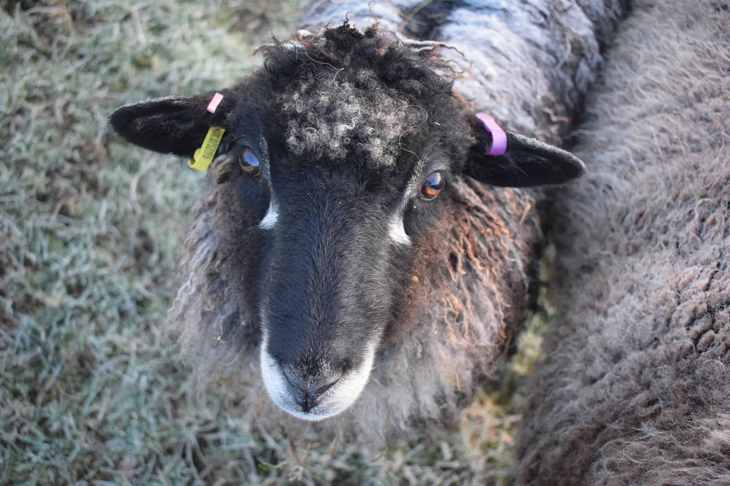 florence coloured leicester longwool gotland shetland sheep crossbreed english blue kind fibre 2