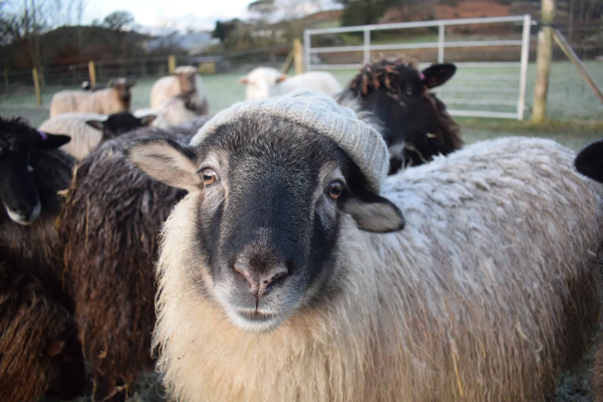 Elder sheep woolly hat jumper icelandic sheep kind fibre british wool soay cross
