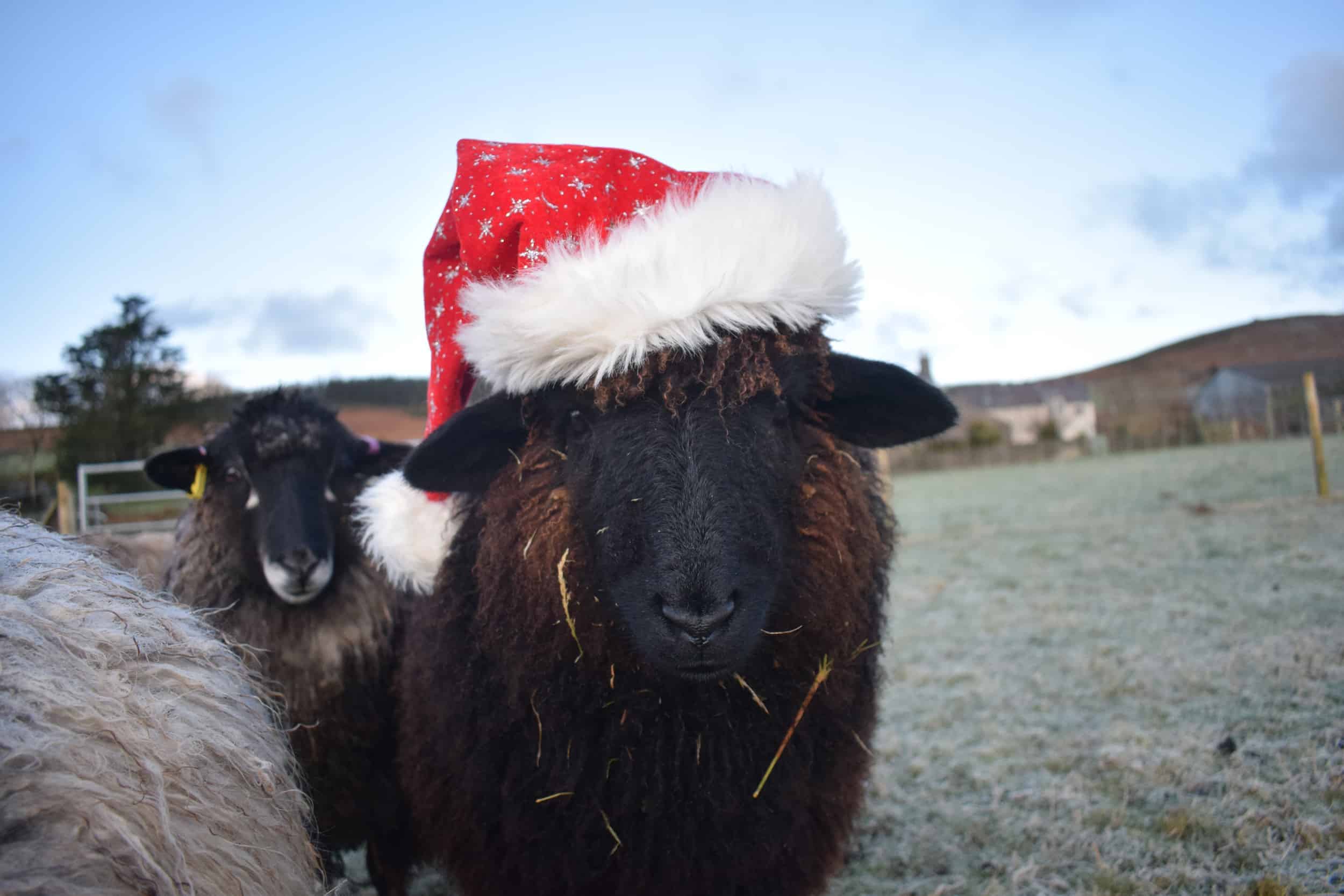 Spot santa hat xmas valais blacknose cross zwables texel sheep pet sheep ethical sustainable wool gifts patchwork sheep black 3