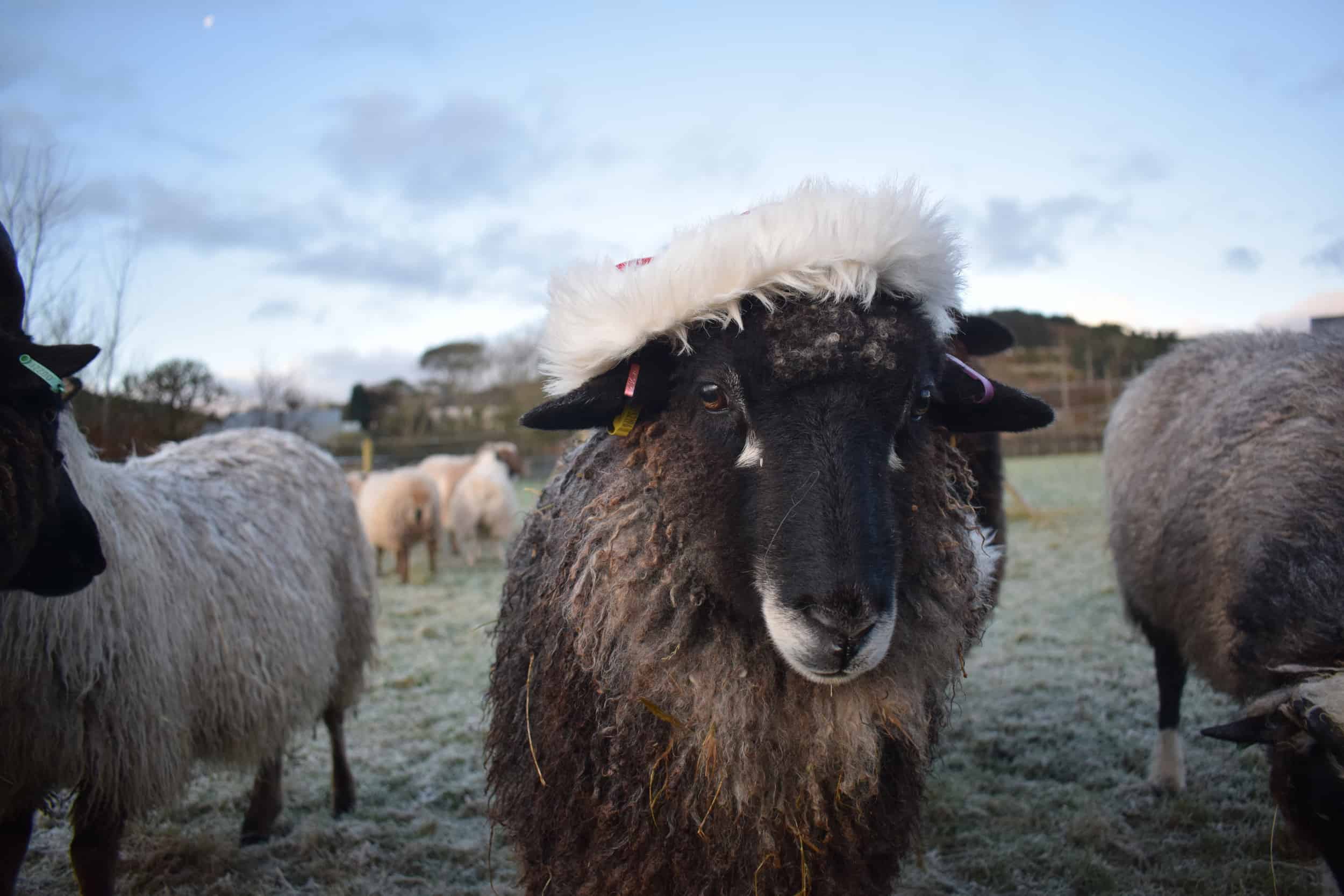 florence christmas sheep xmas santa hat coloured leicester longwool gotland shetland sheep crossbreed english blue kind fibre