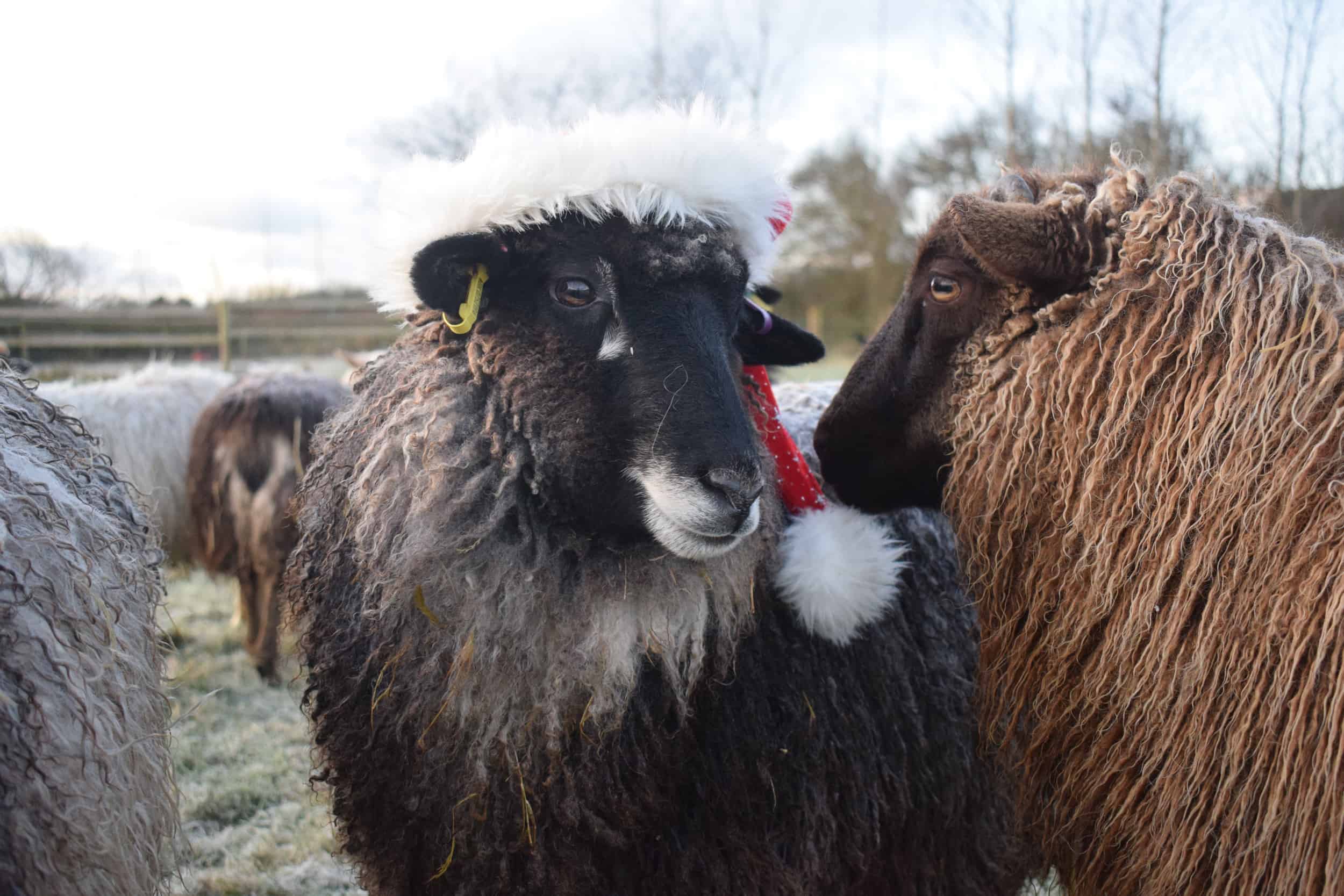 florence humphrey sheep xmas santa hat coloured leicester longwool gotland shetland sheep crossbreed english blue kind fibre