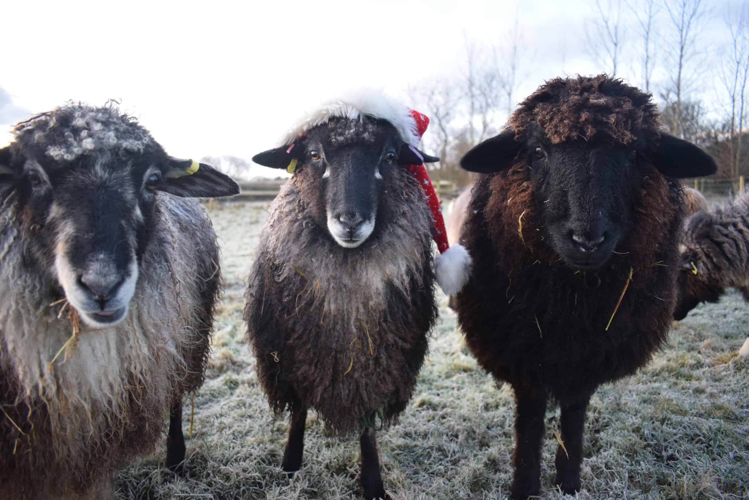 florence jemima spot christmas sheep xmas santa hat coloured leicester longwool gotland shetland sheep crossbreed english blue kind fibre