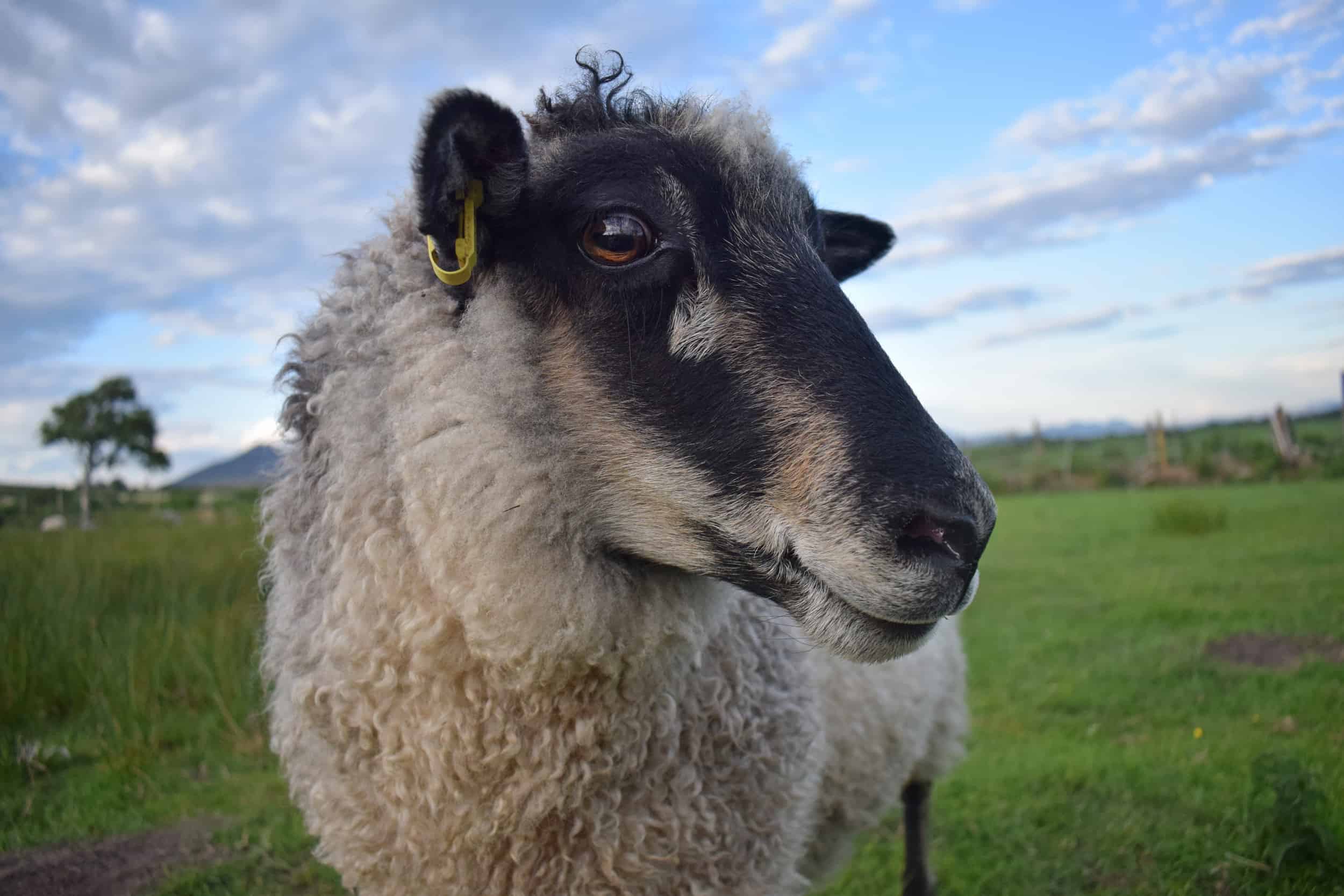 Florence sheep coloured leicester longwool cross gotland shetland shearling ewe felted fleece rug