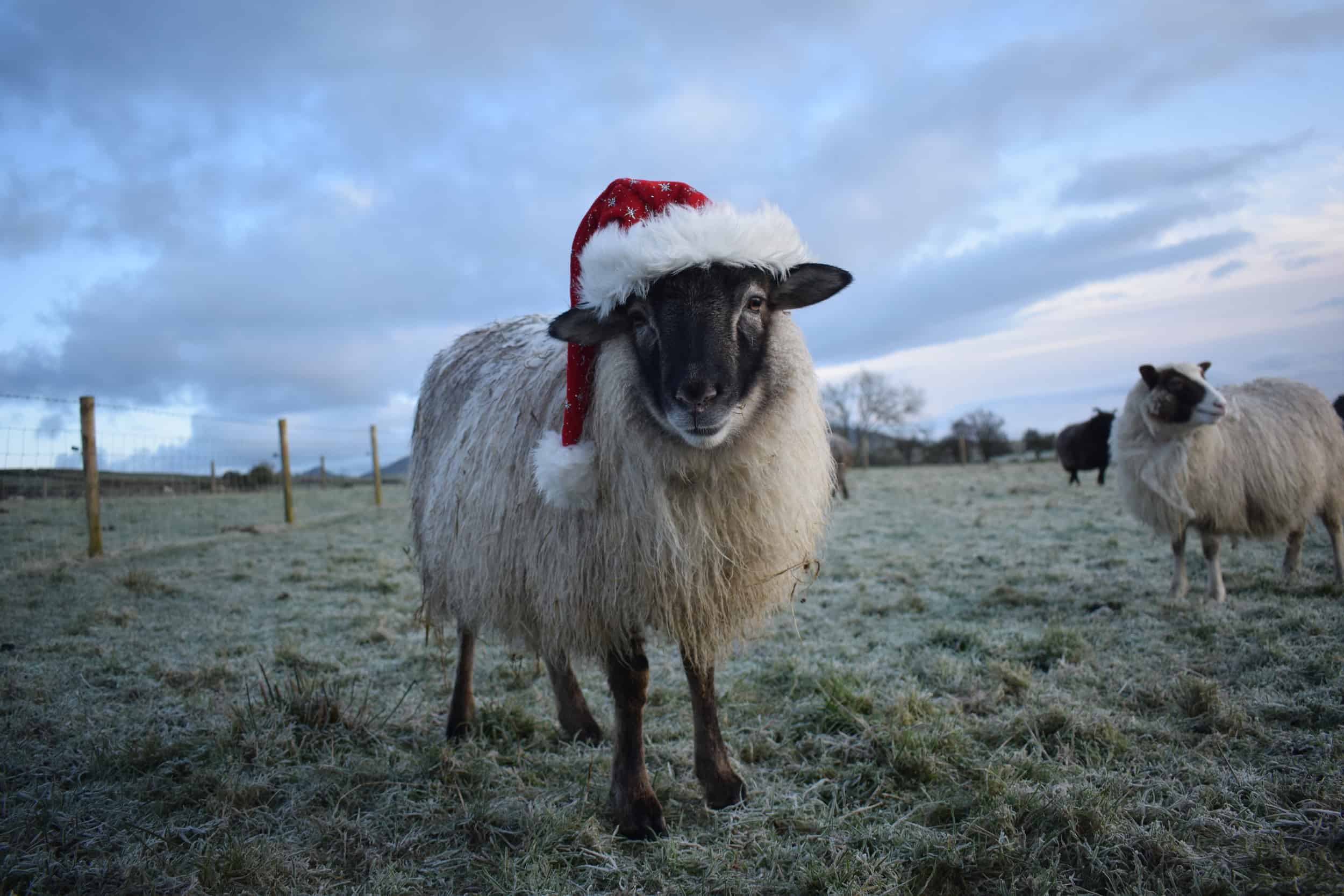 Elder frosted grey mouflon icelandic cross pet wether santa hat festive