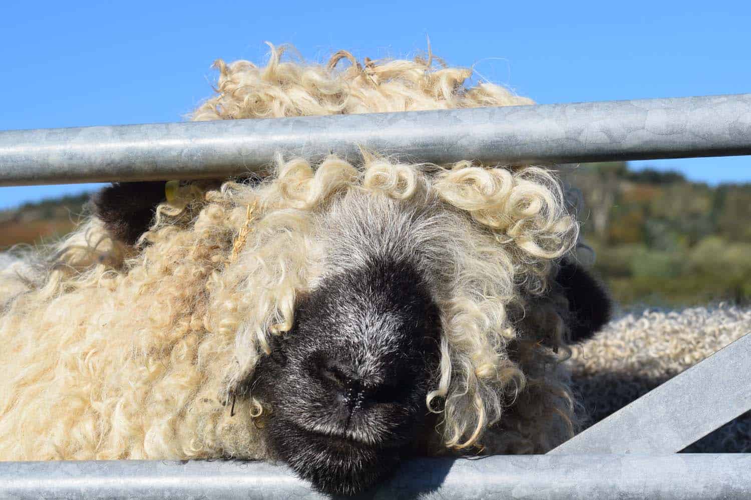 Nora valais blacknose greyface dartmoor pet sheep cuddle bear sheep patchworksheep crueltyfree felt rugs bear sheep