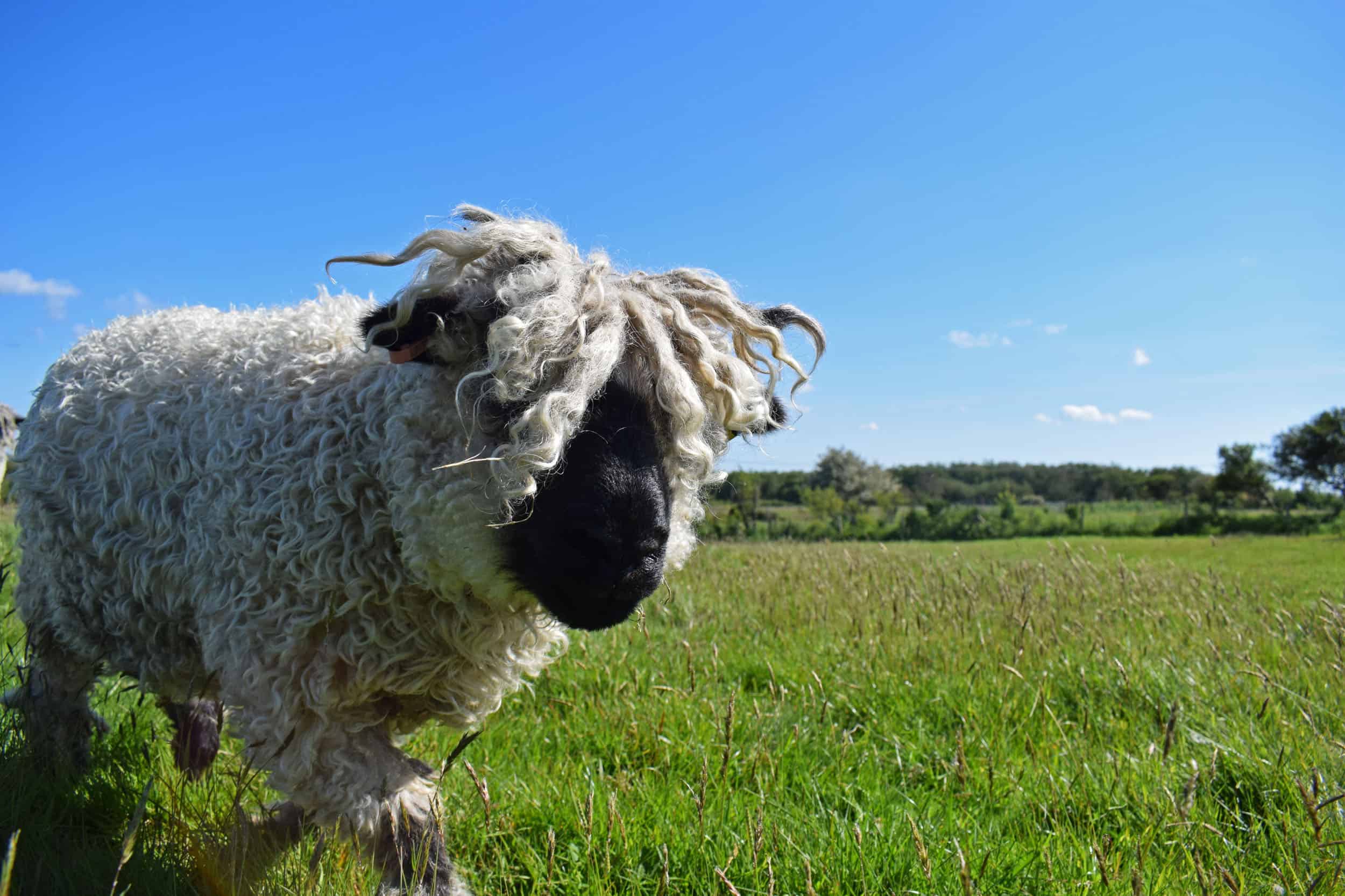 Doris valais blacknose silvernose greyface dartmoor cross sheep [et cute teddy bear wool rug 4