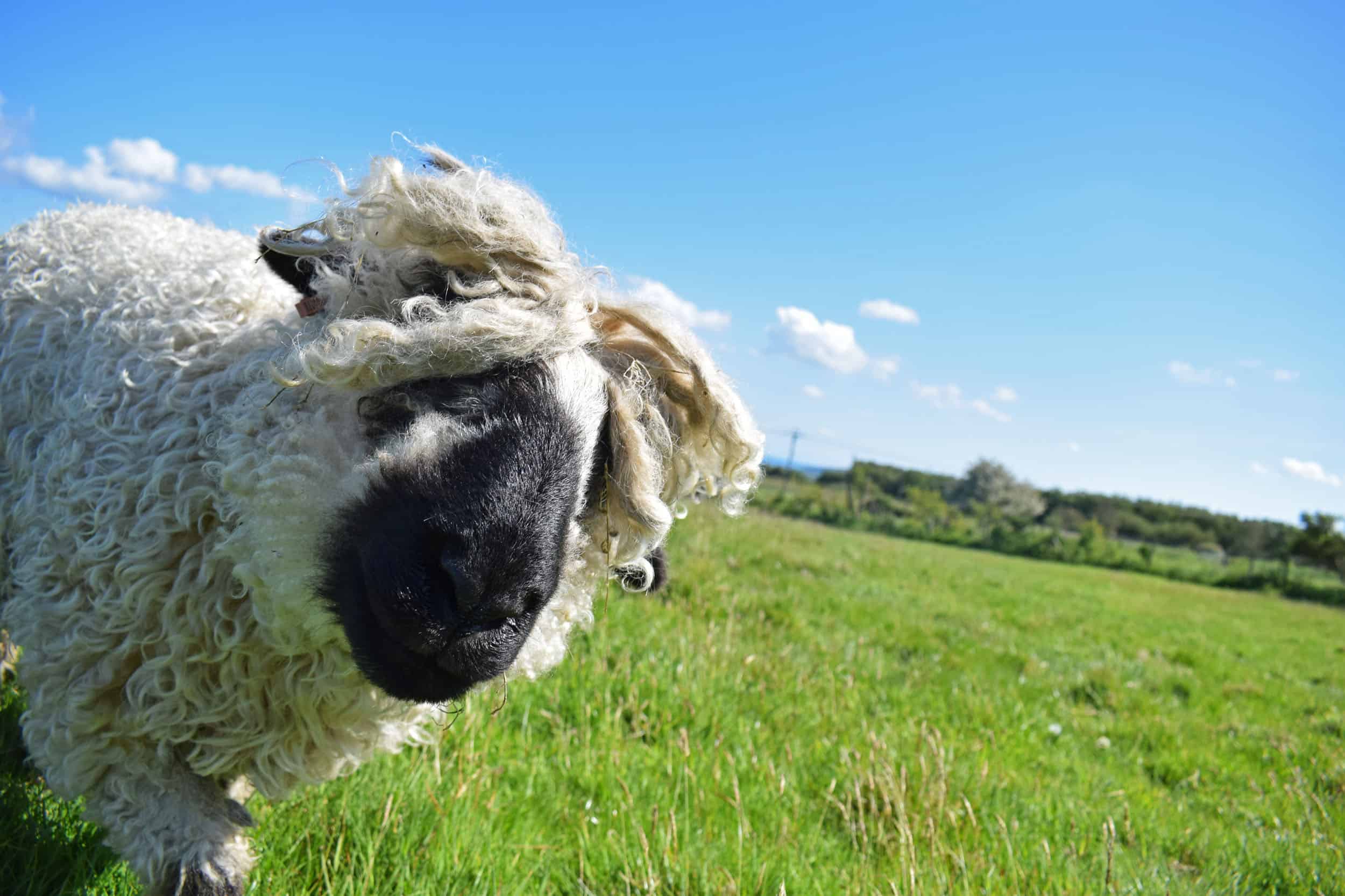 Doris valais blacknose silvernose greyface dartmoor cross sheep [et cute teddy bear wool rug 2