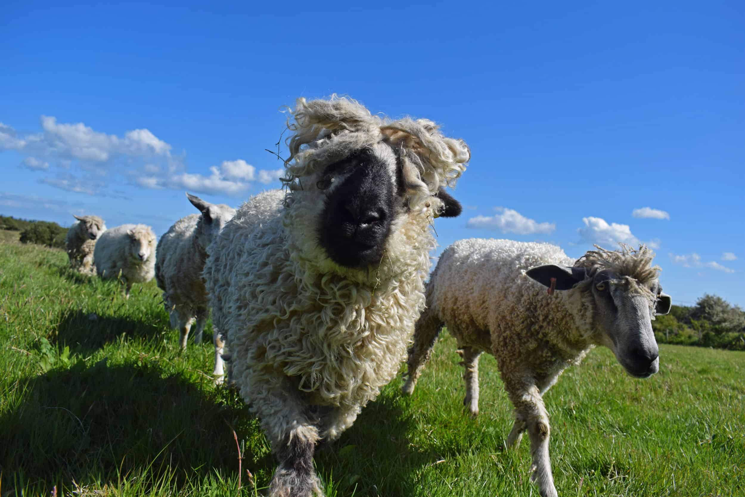 Doris valais blacknose silvernose greyface dartmoor cross sheep [et cute teddy bear wool rug 6