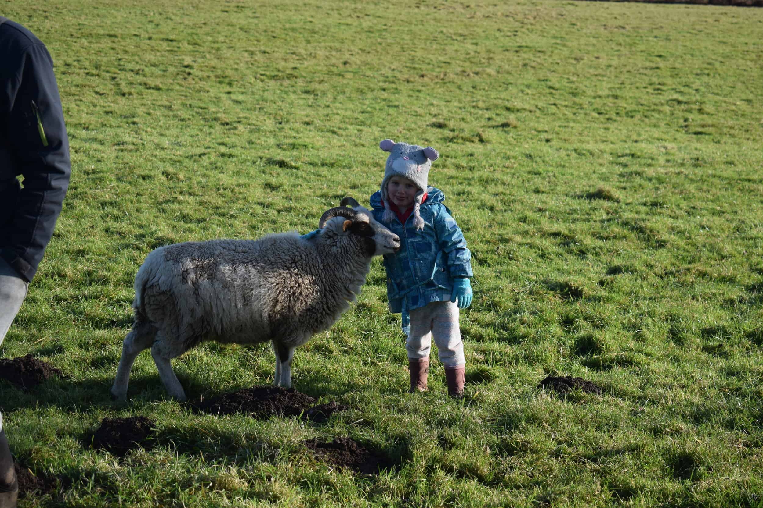 Posy pet lamb sheep friennd moorit spotted soay cross sheep kind fibre british wool ethical gifts 3