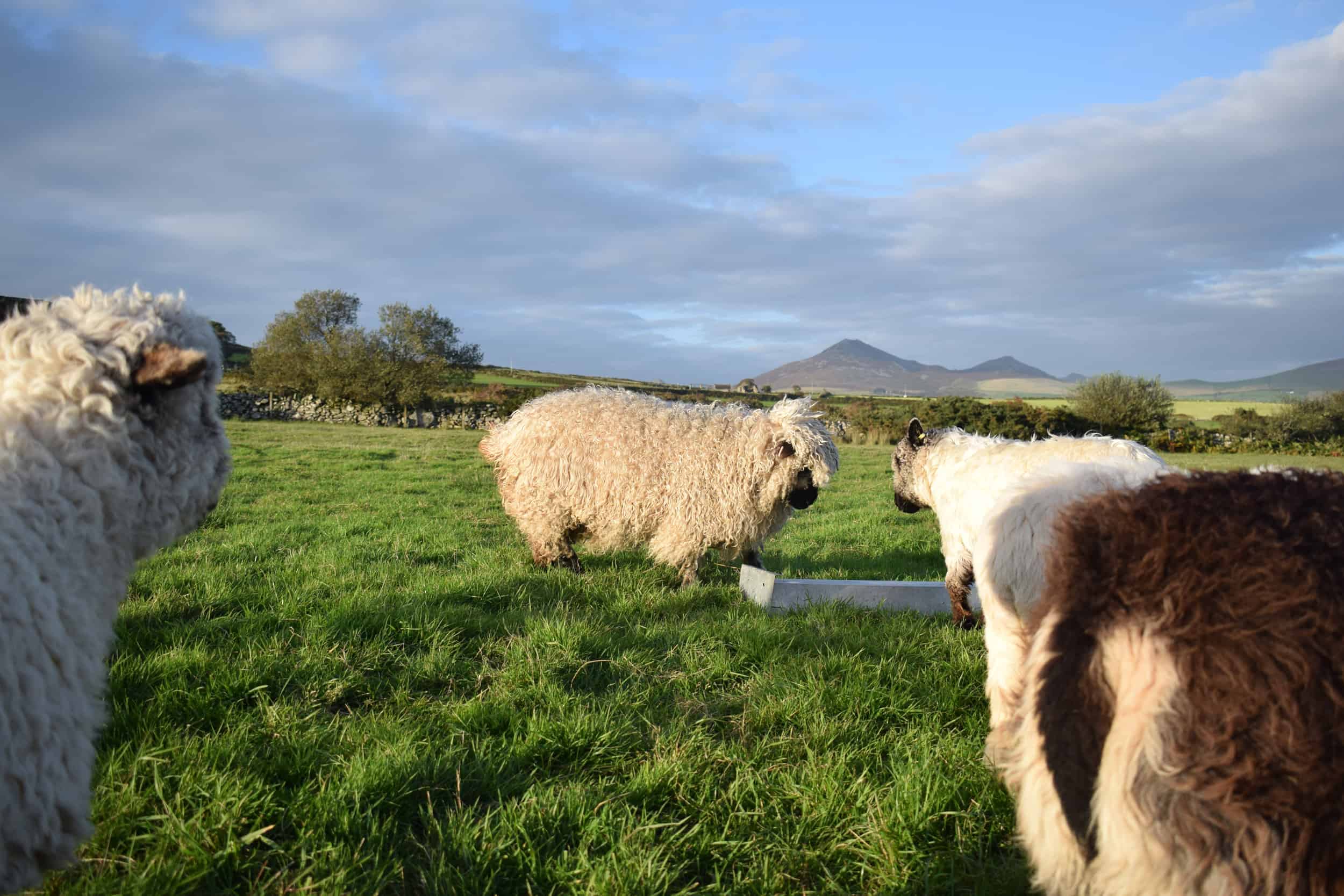 Doris valais blacknose silvernose greyface dartmoor cross sheep [et cute teddy bear wool rug