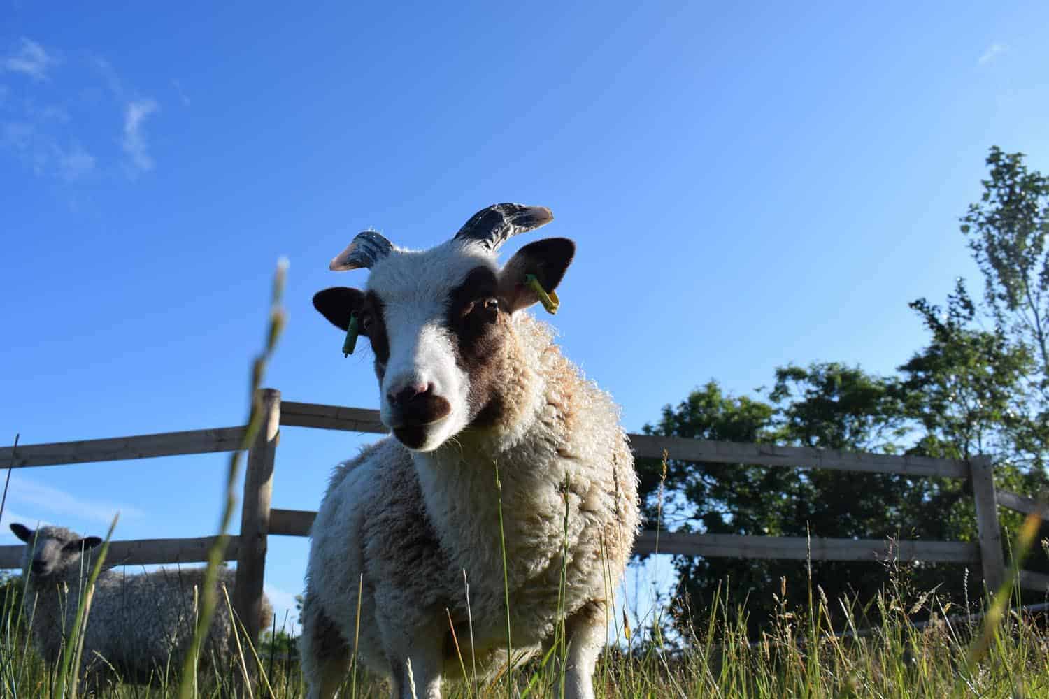 Posy pet lamb sheep friennd moorit spotted soay cross sheep 4