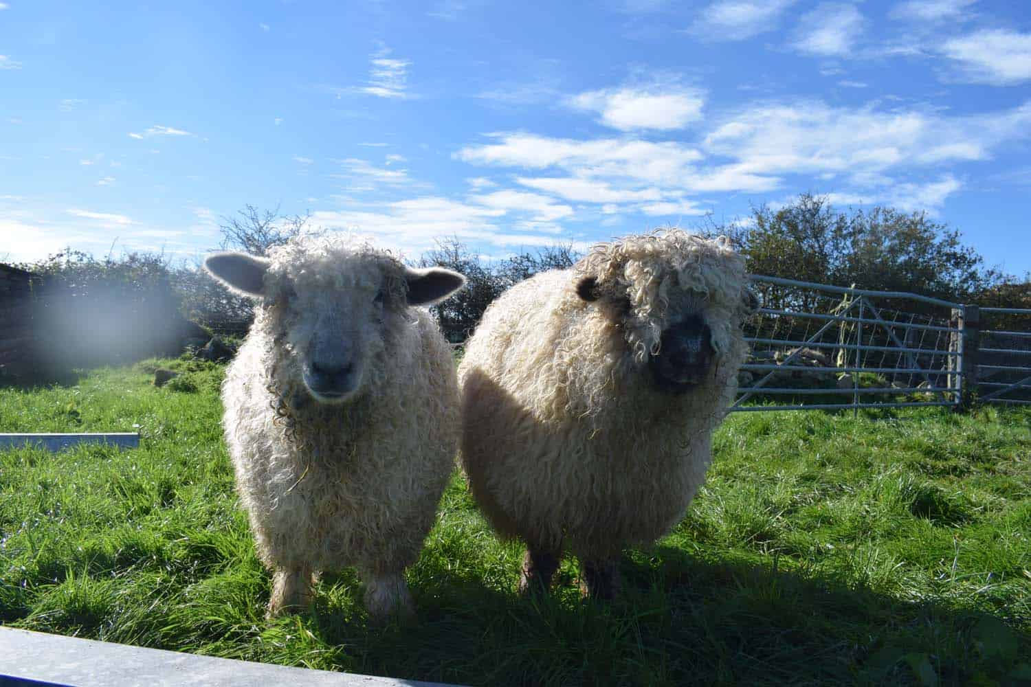 Nora valais blacknose greyface dartmoor pet sheep cuddle bear sheep patchworksheep crueltyfree felt rugs alice