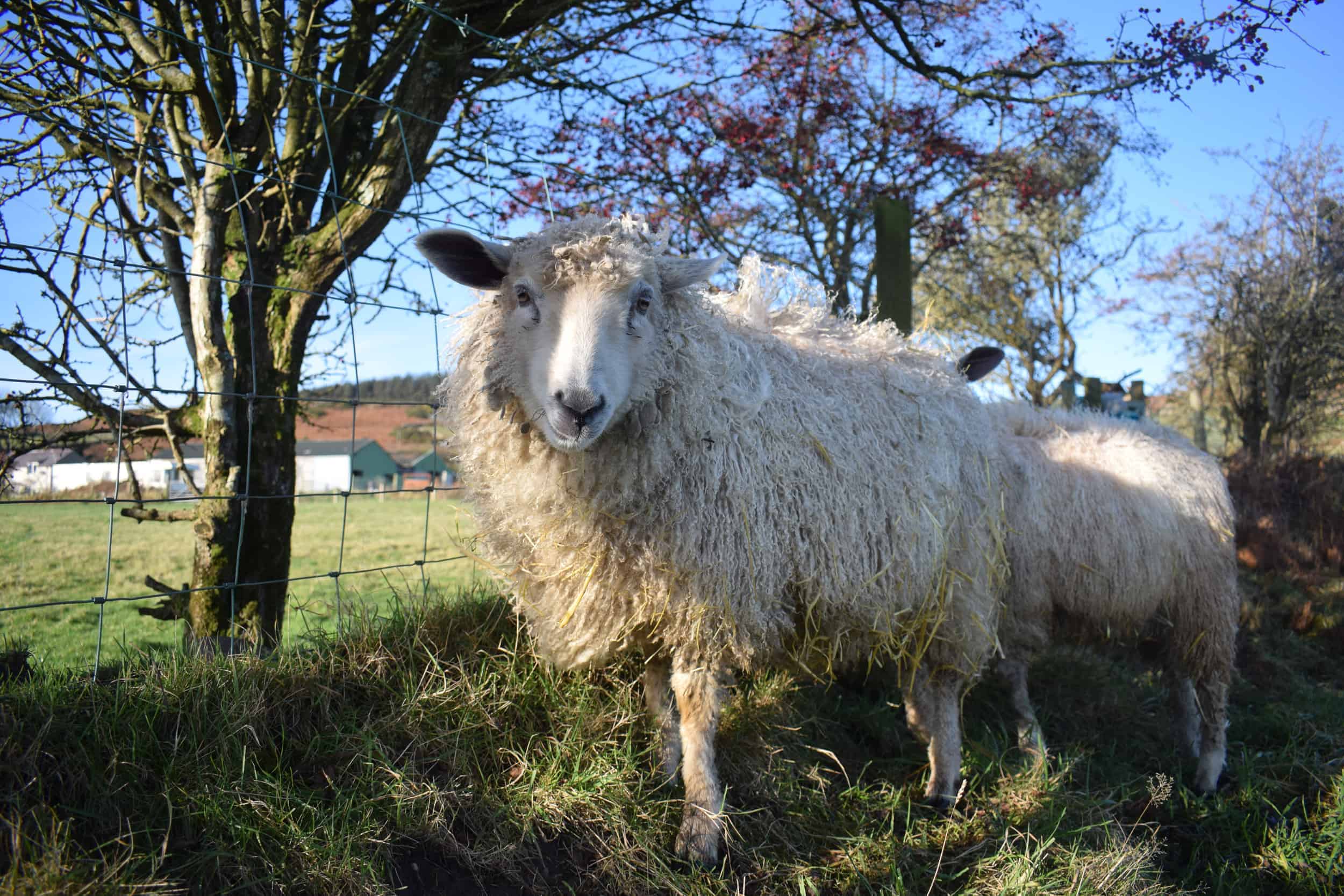 nymphadora sheep wensleydale cross icelandic sheep wool pretty 4