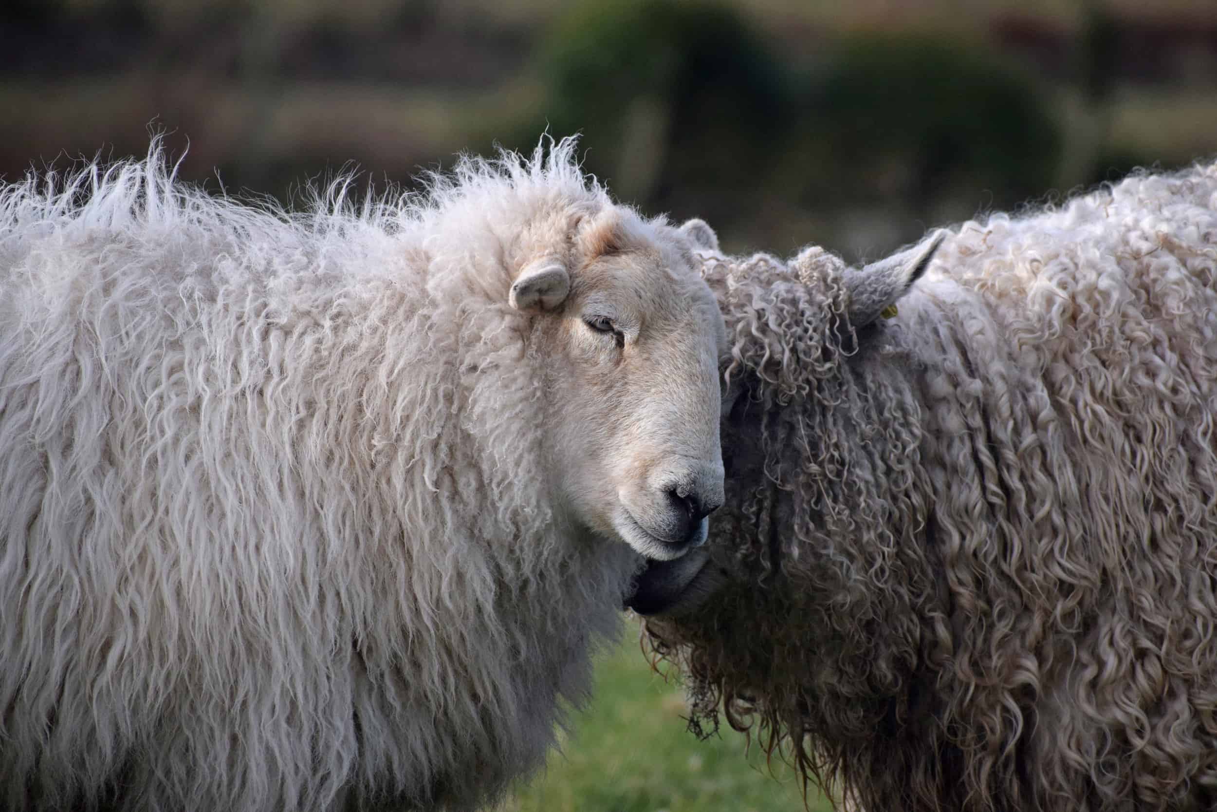 Nettle Welsh mountain hill sheep ewe old welsh wool rugs woven handmade 7