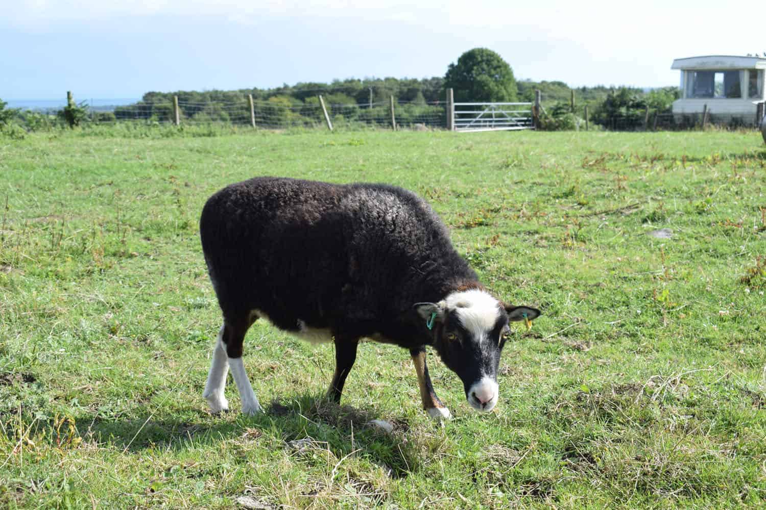 Taragon welsh mountain cross soay sheep wild beautiful wool frosted mouflon 4