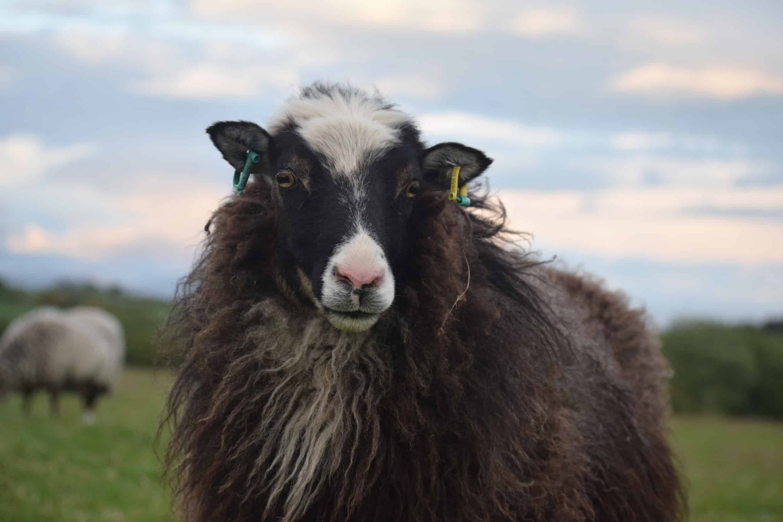 Taragon welsh mountain cross soay sheep wild beautiful wool frosted mouflon