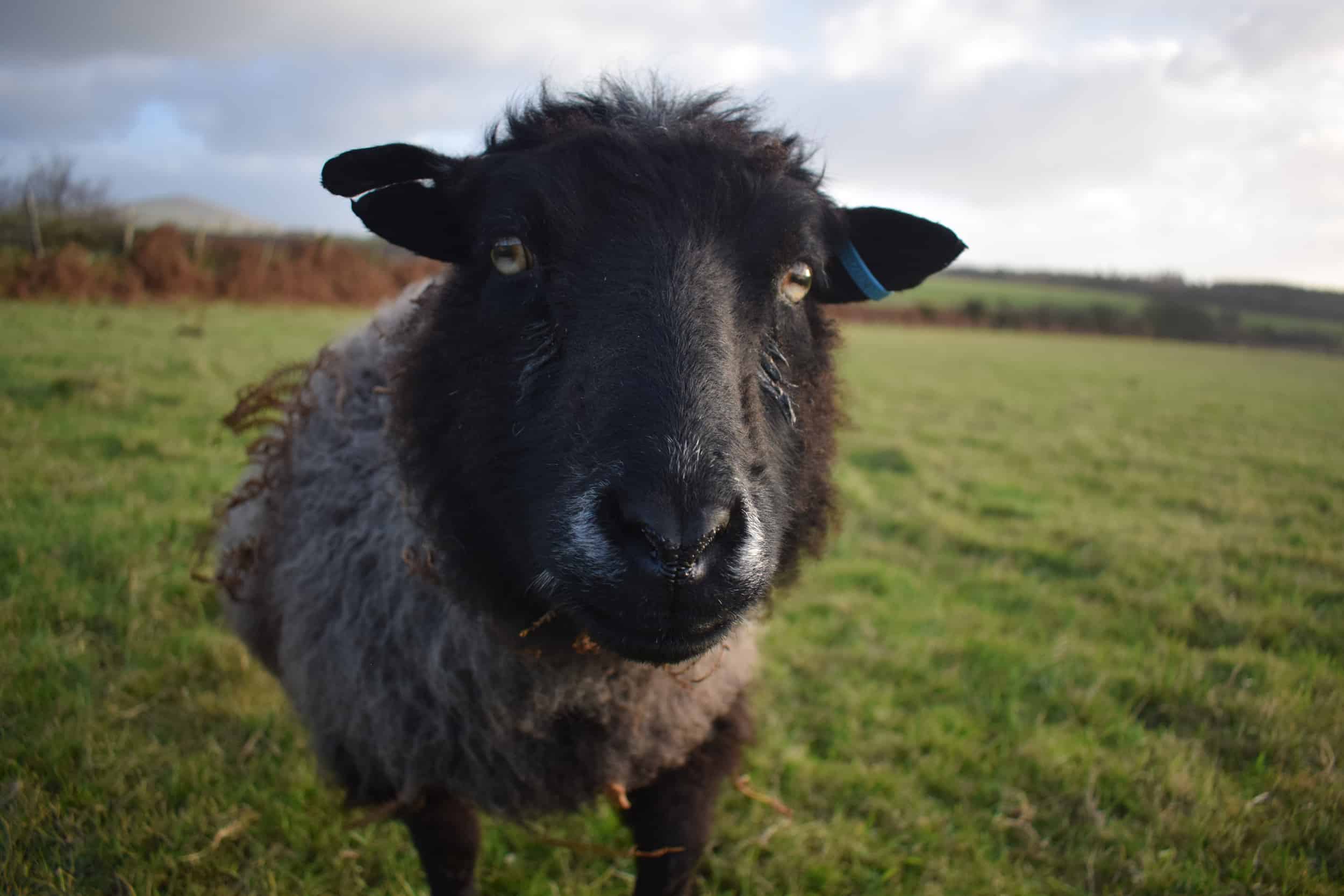 Currant black shetland sheep grandma kind fibre wool crafts