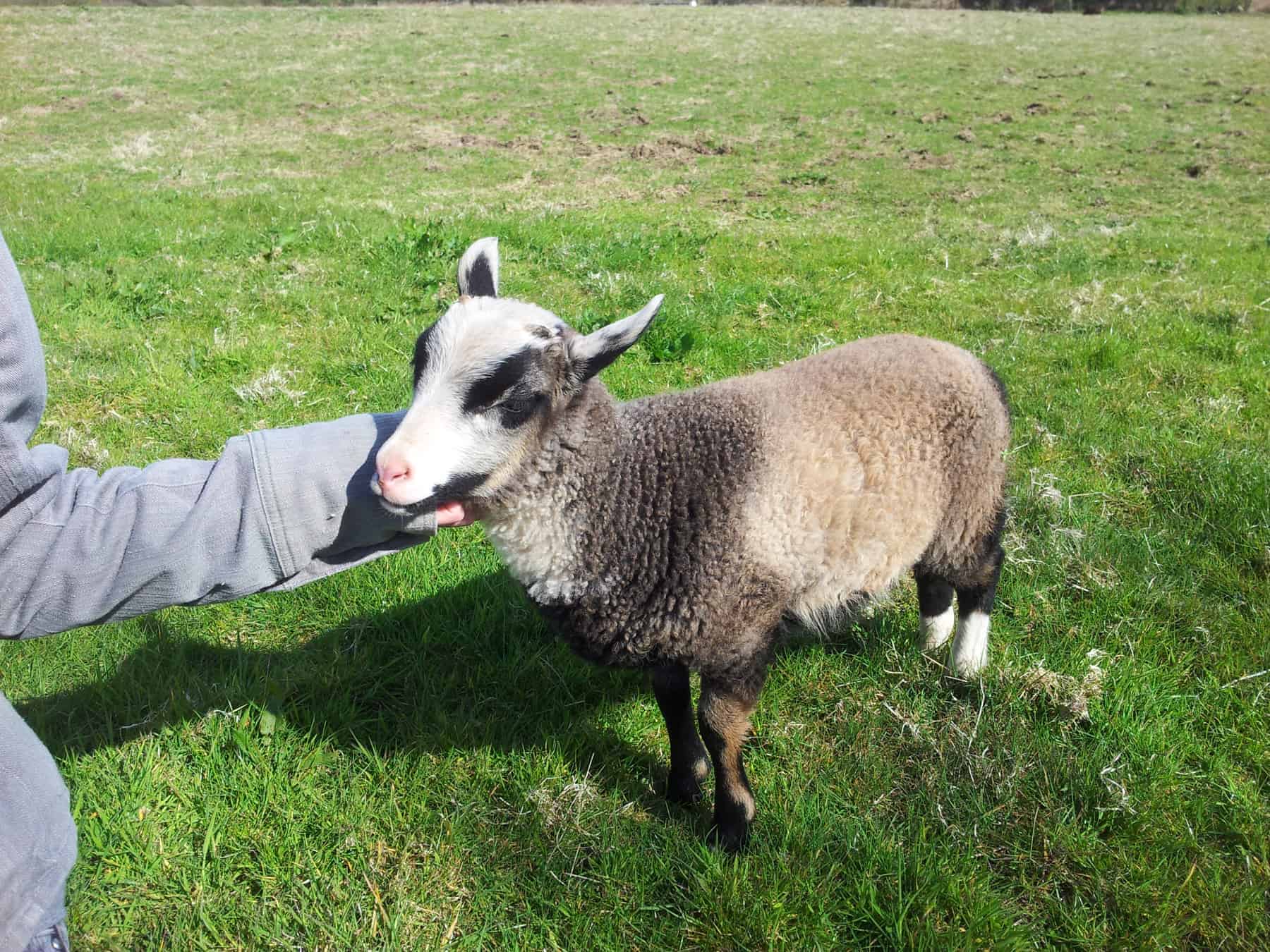 Poppy katmoget badgerface shetland cross jacob sheep lamb cute