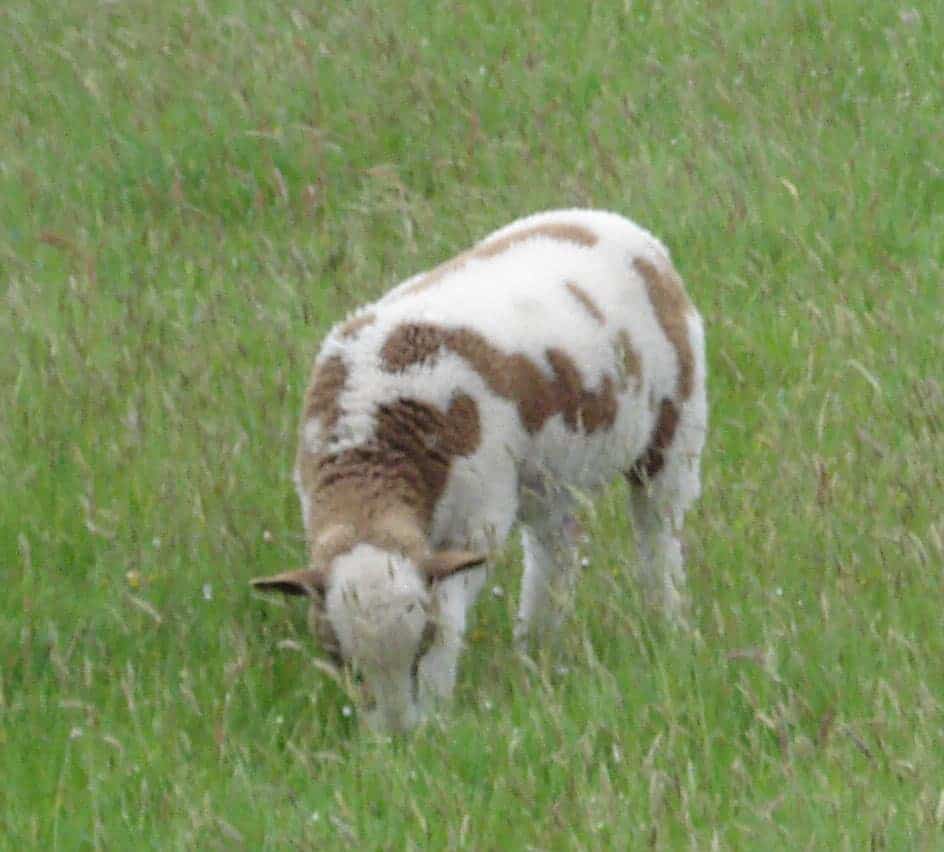 Muffn lamb spots patchwork sheep moorit brown spotted jacob sheep shetland sheep