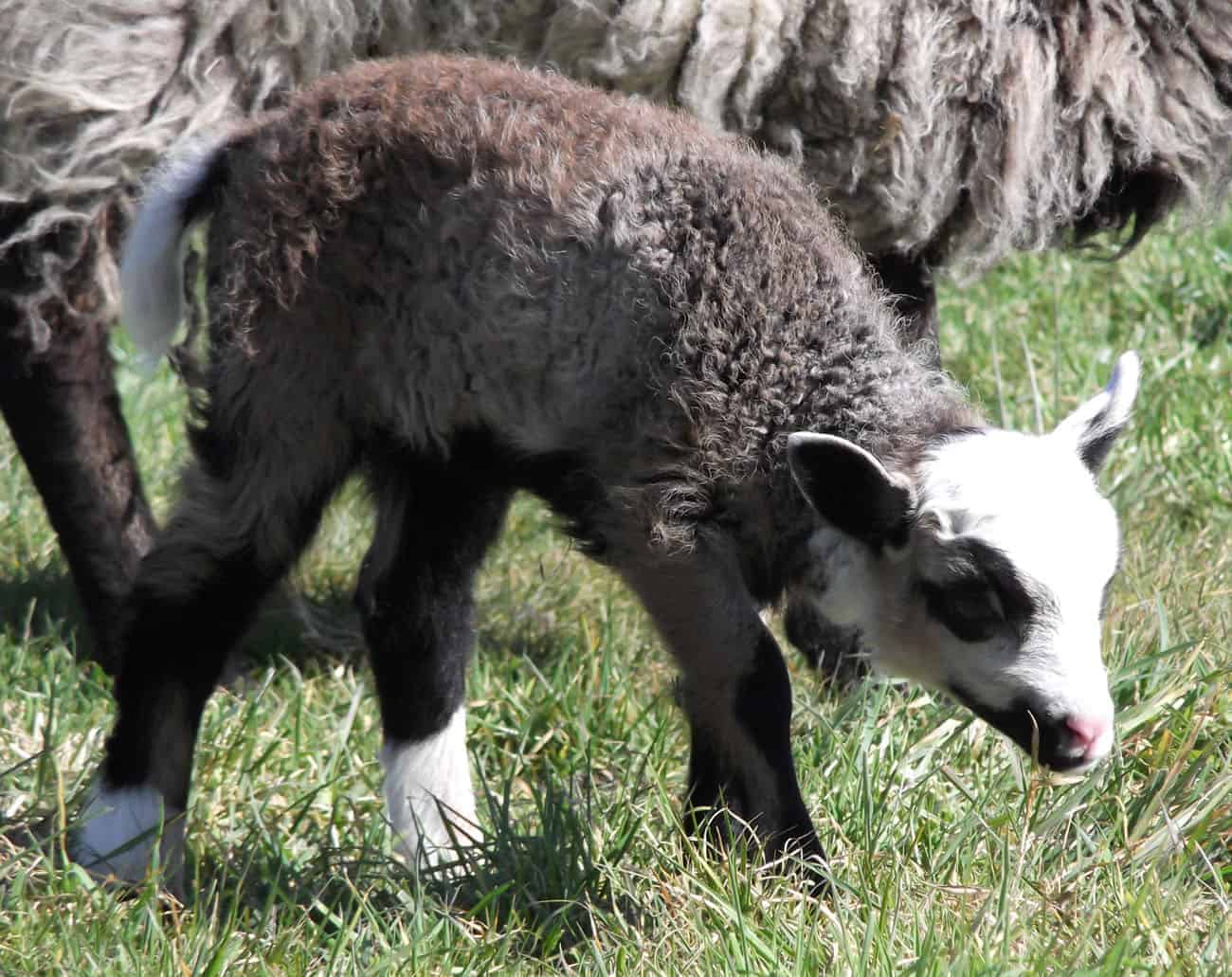 Poppy katmoget badgerface shetland cross jacob sheep lamb cute newborn