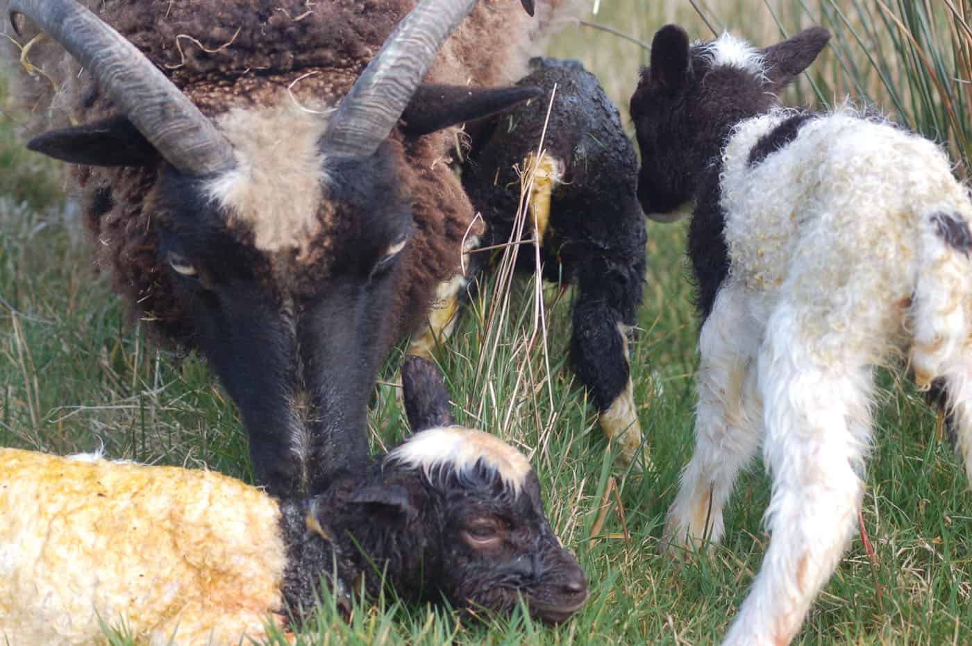 Minnie jacob cross shetland sheep patchwork sheep kind fibre wool newborn triplets