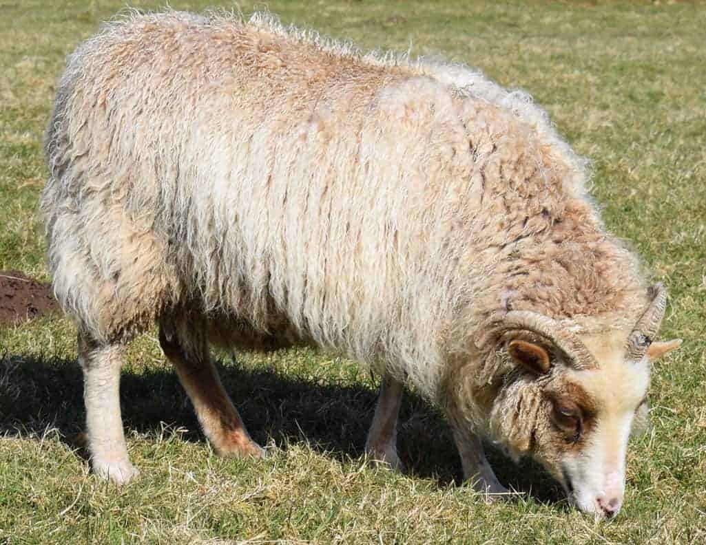 Martha patchwork sheep