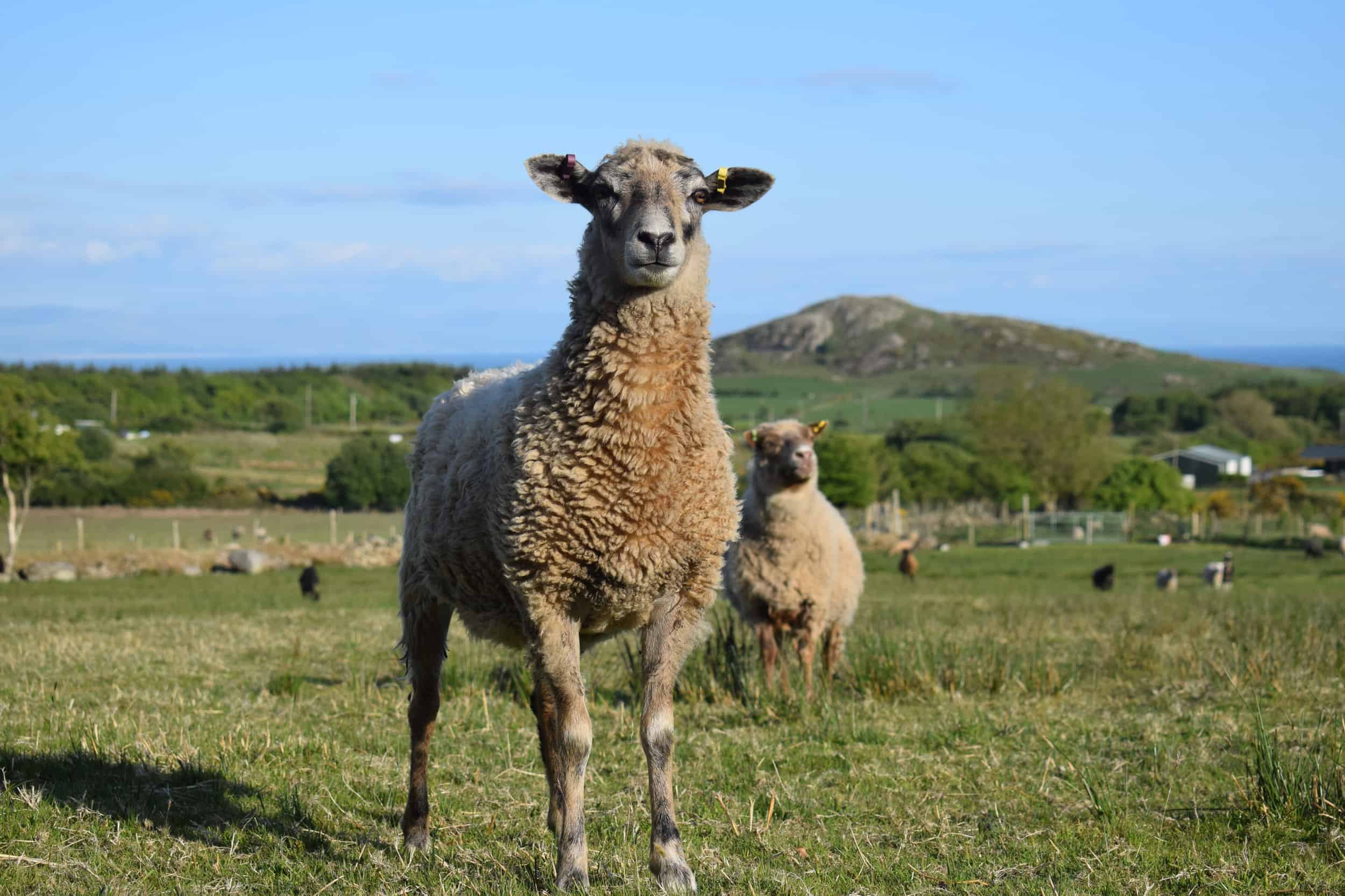 jemima crossbreed sheep beautiful ewe coloured leicester longwool cross gotland shetland sheep