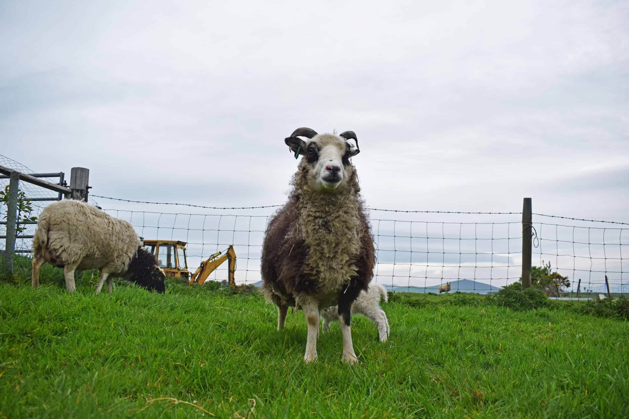 patchwork sheep blossom soay cross shetland sheep sustainable british wool