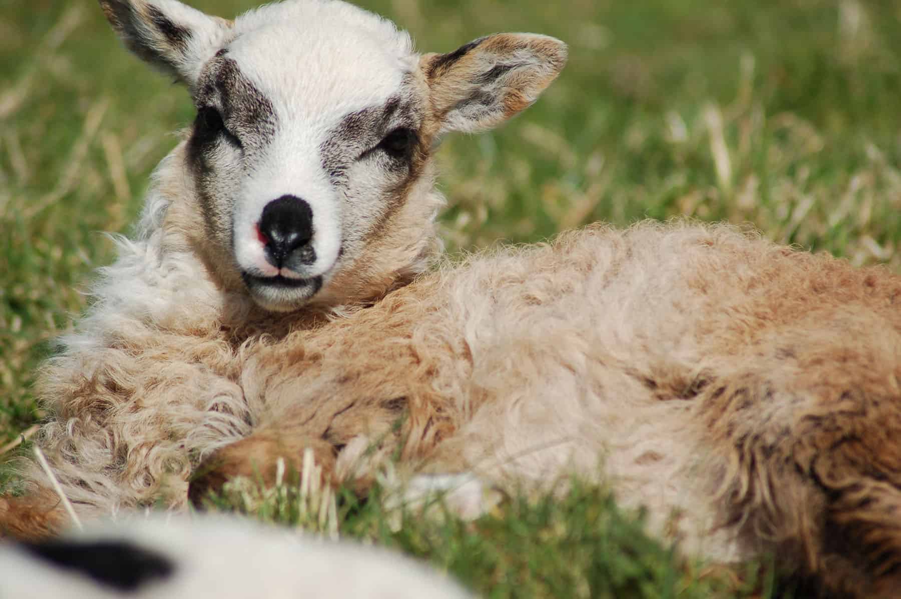 patchwork sheep beautiful smudge cute lamb golden soay cross shetland jacob sheep