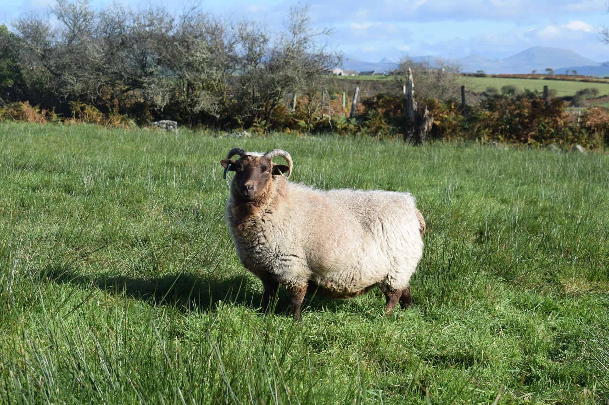 Harriet moorit brown sheep jacob cross shetland