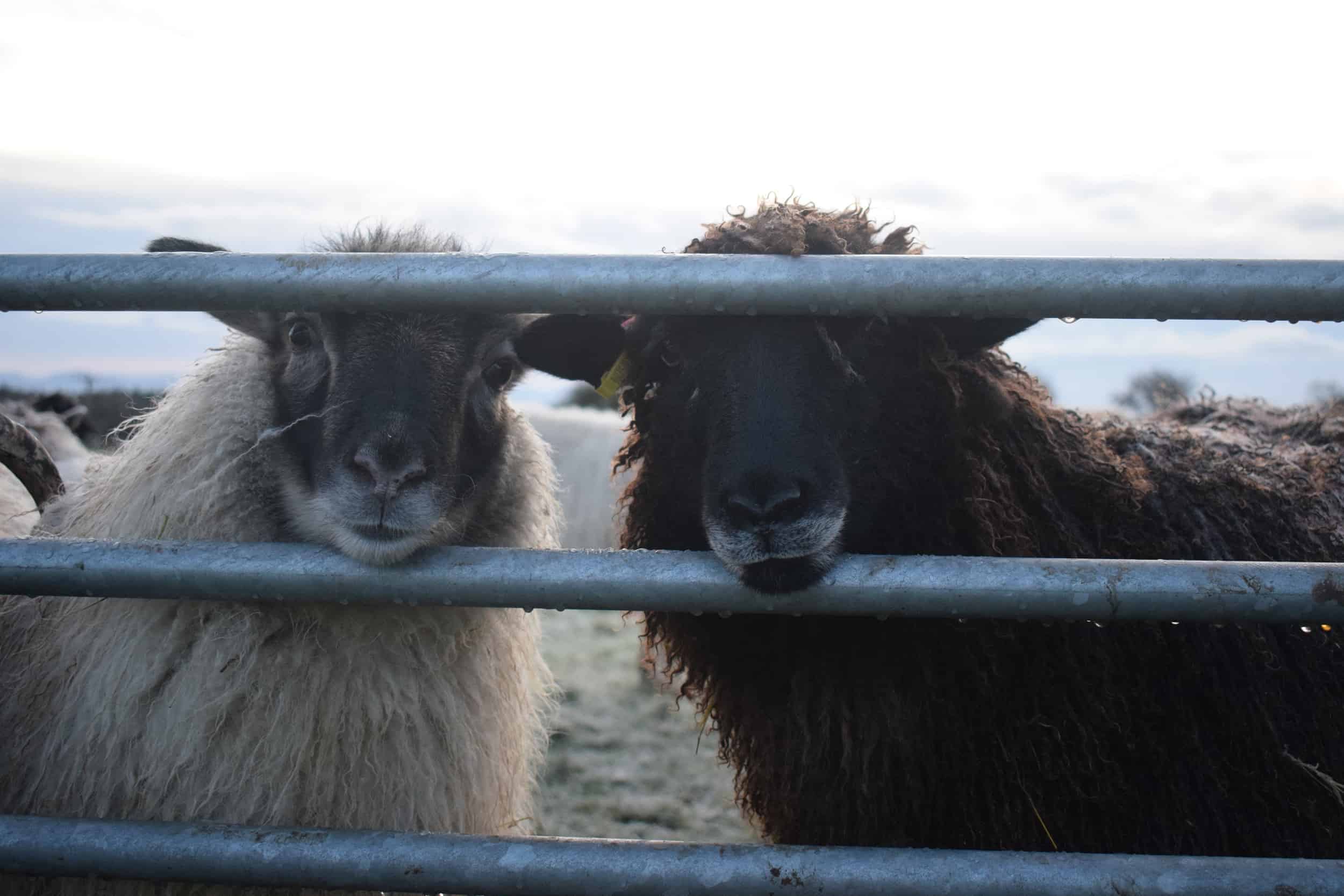Jasmine longwool lamb races coloured leicester longwool shetland gotland sheep ewe lamb kind fibre sheep frendly ethical wool products cross frosty