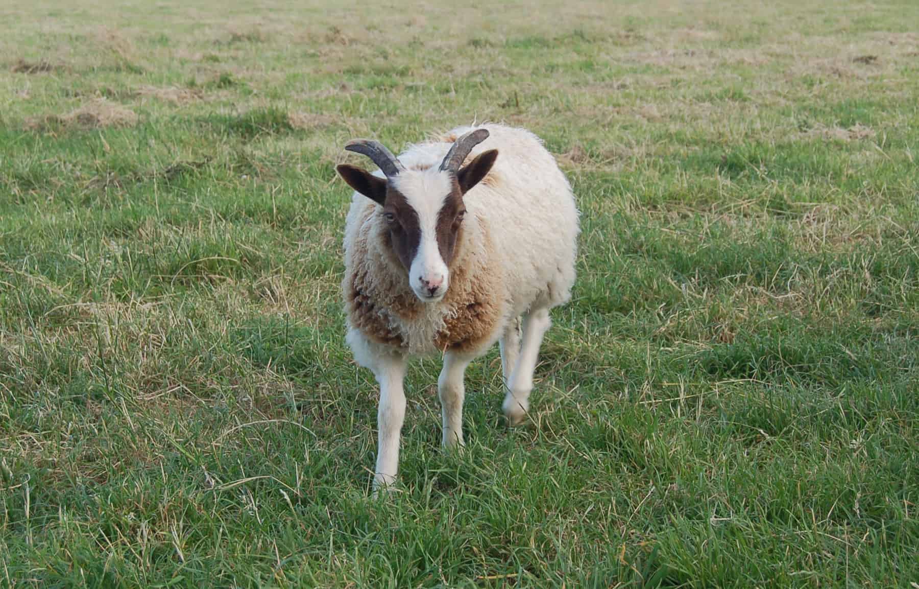 Marmalade lamb moorit spotted patchwork sheep ethical wool soay shetland jacob sheep