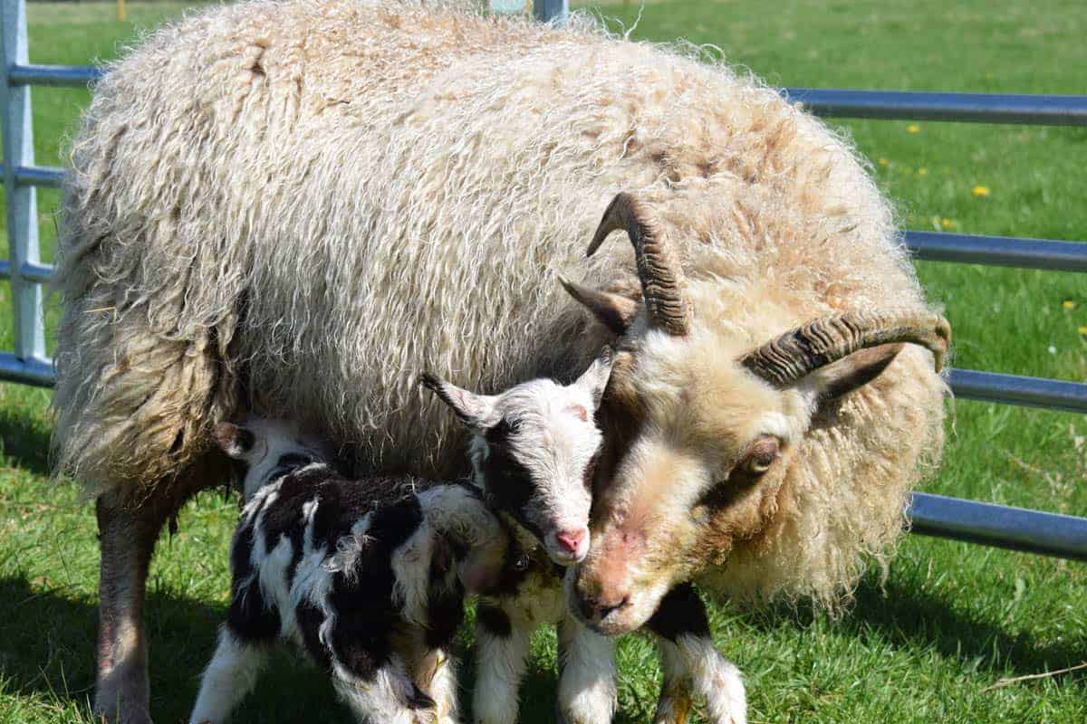 Martha newborn lambs mumpatchwork sheep moorit white spotted brown primitive sheep crossbreed