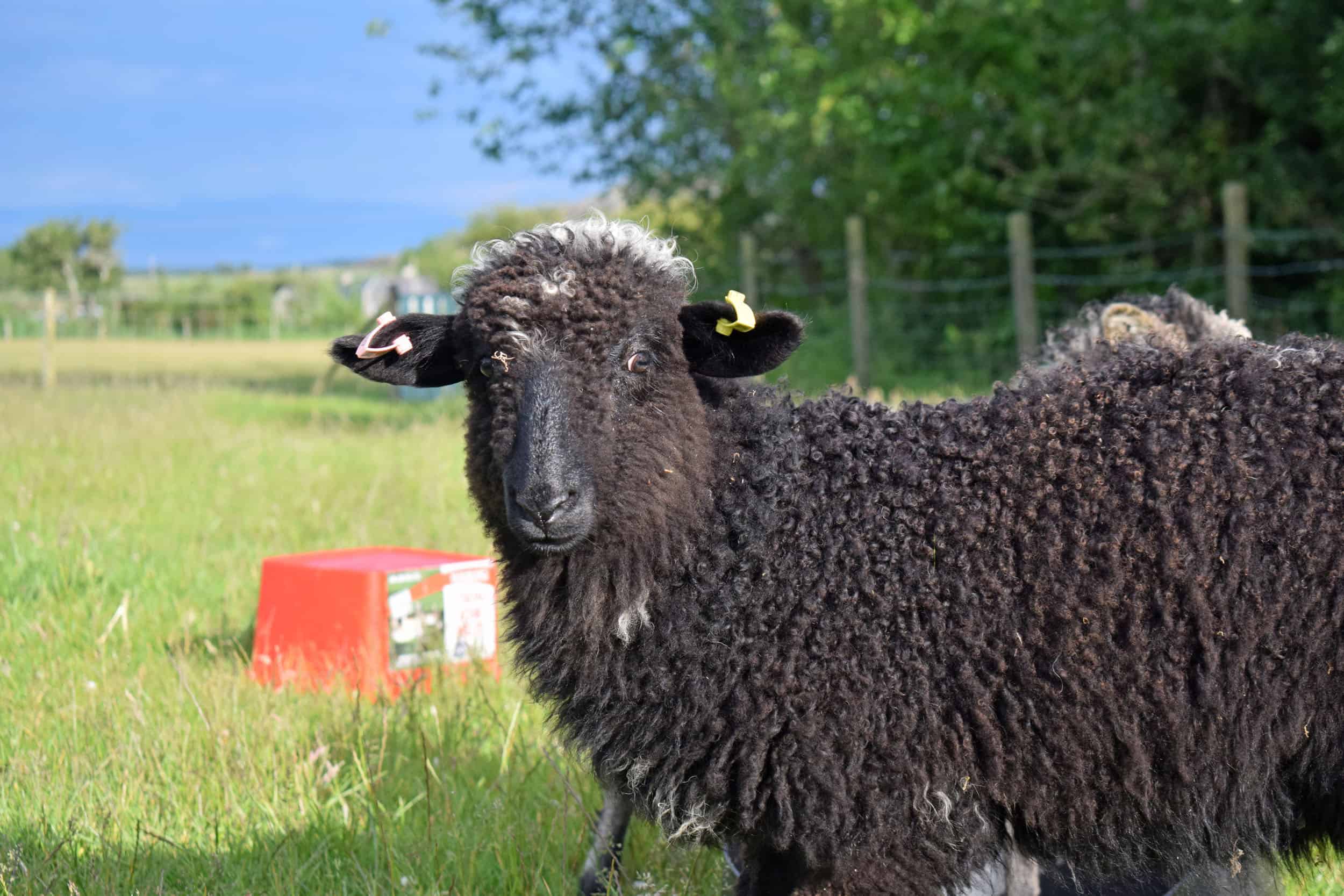 Huffle patchwork sheep lamb valais spitti blacknose cross bfl blue face leicester ewe lamb black pet