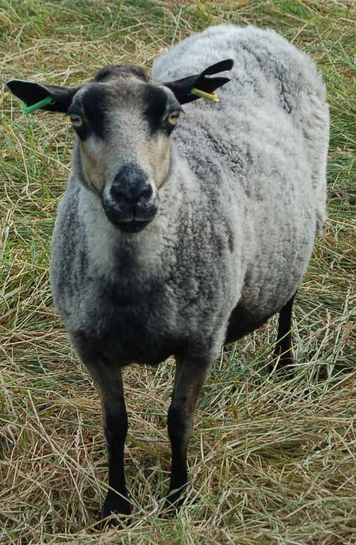 Sandy badgerface shetland jacob sheep katmoget