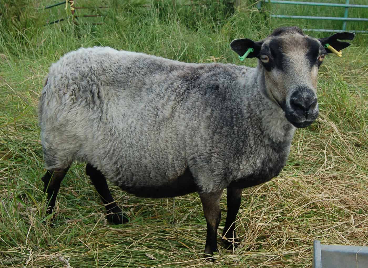 Sandy badgerface shetland jacob sheep grey wool