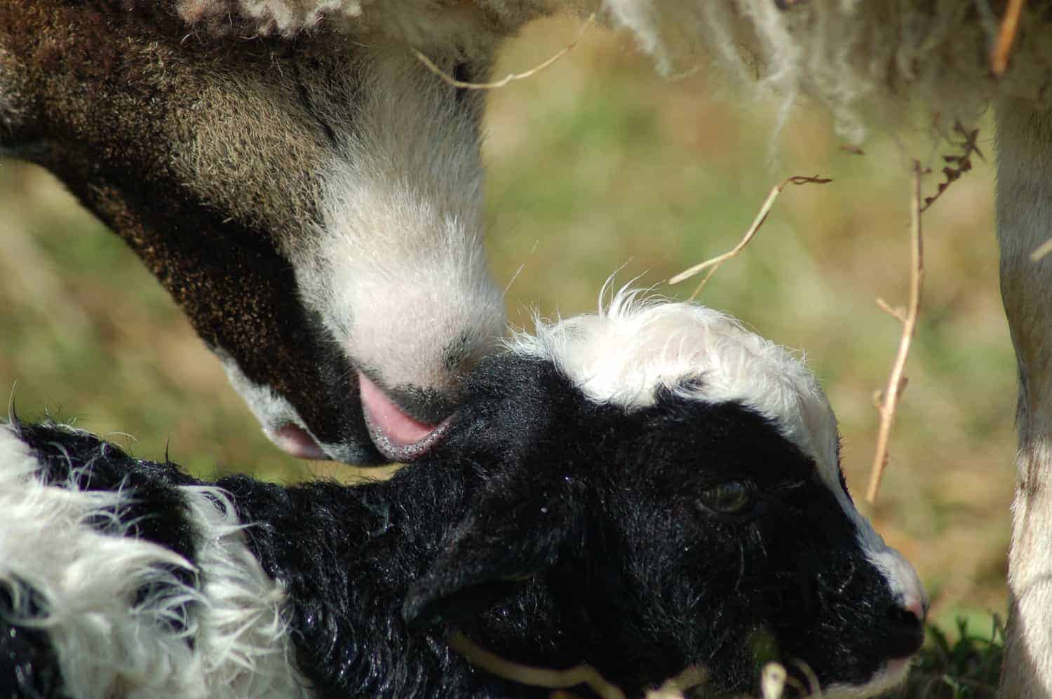patchwork sheep newborn phlox cute lamb black white soay shetland jacob cross sheep