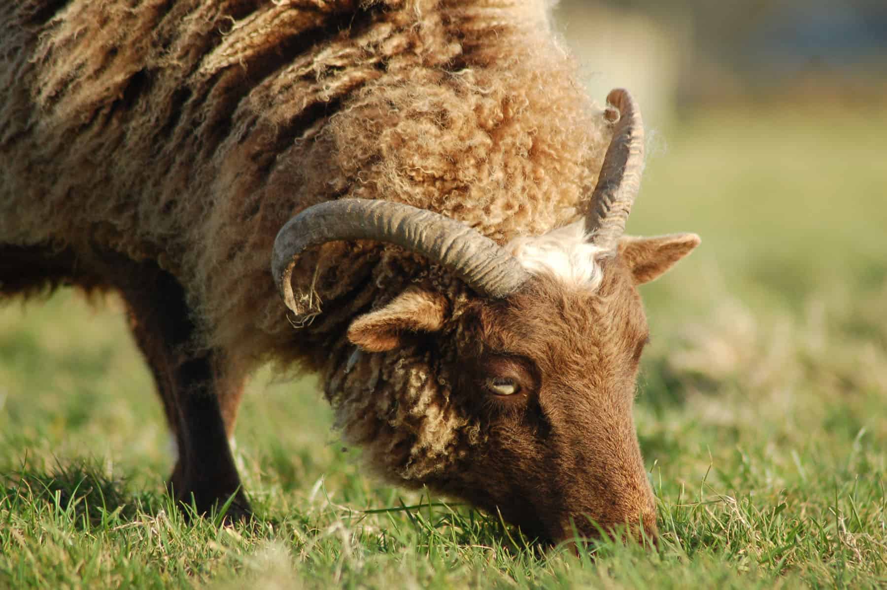 Harriet moorit brown sheep jacob cross shetland patchwork sheep