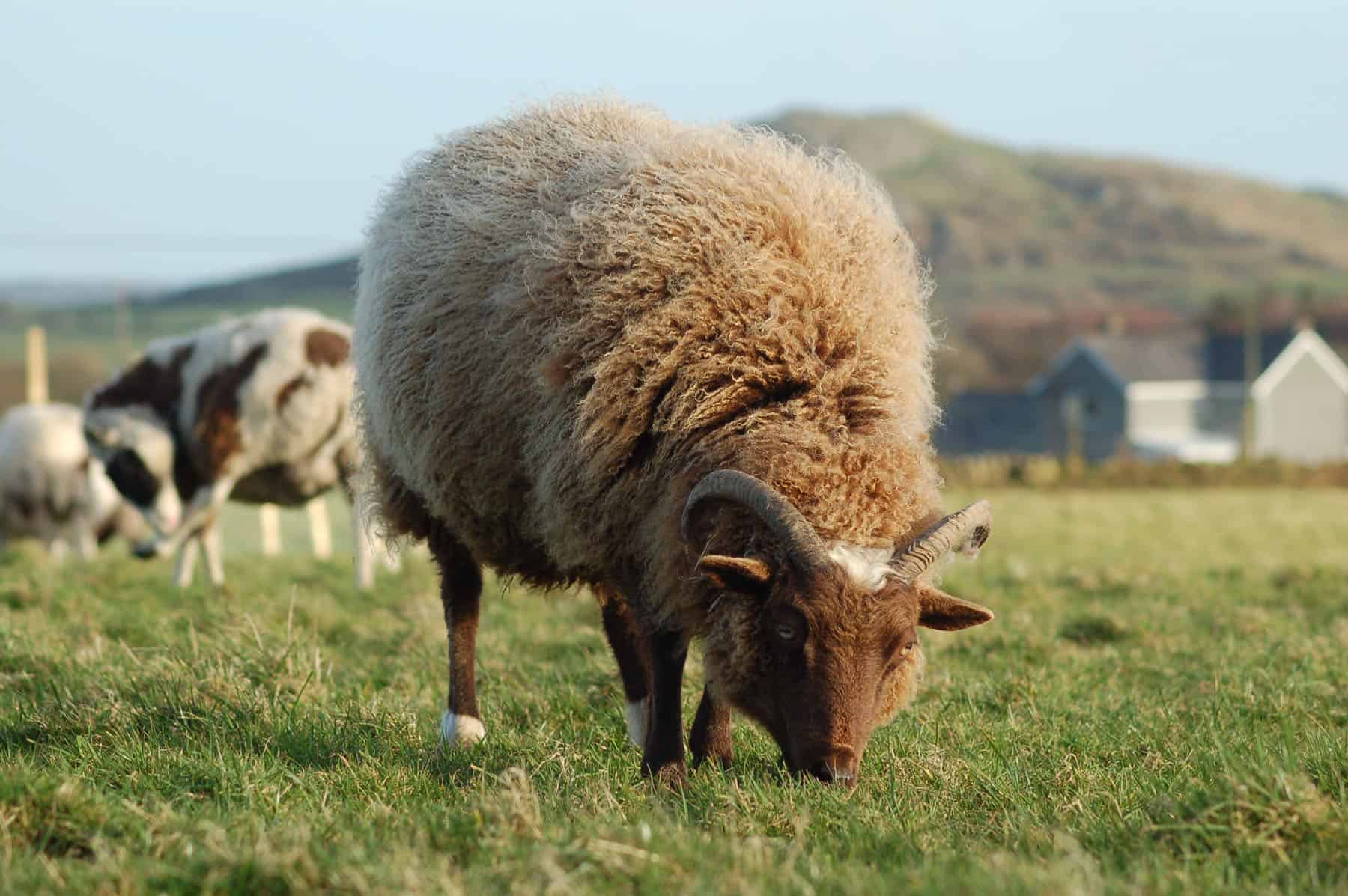 Harriet moorit brown sheep jacob cross shetland ewe