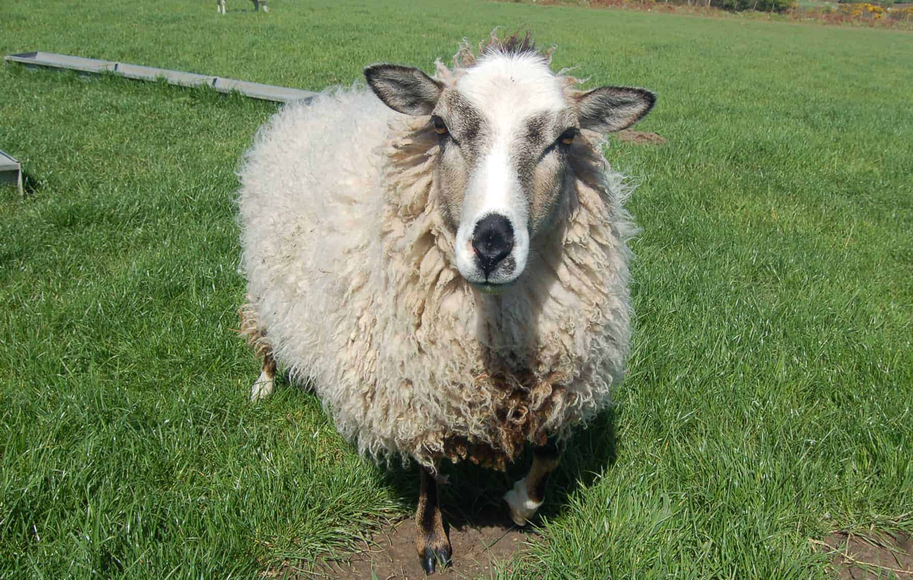patchwork sheep yearling beautiful smudge cute lamb golden soay cross shetland jacob sheep