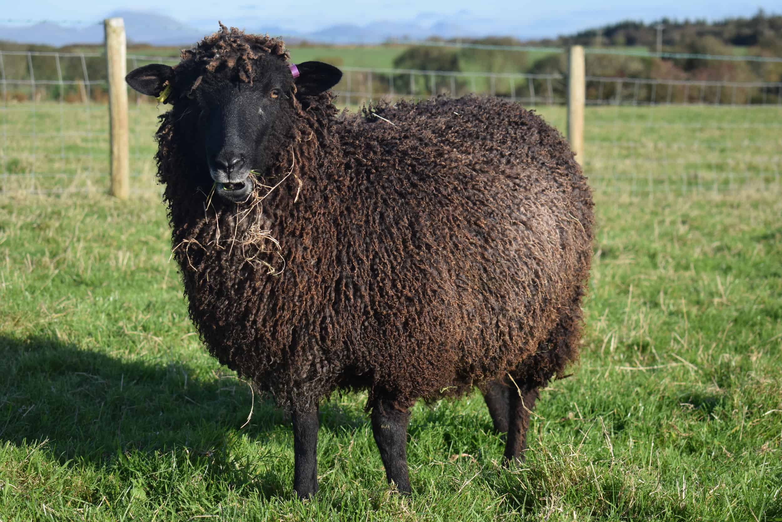 Jasmine longwool lamb races coloured leicester longwool shetland gotland sheep ewe lamb kind fibre sheep frendly ethical wool products cross 5
