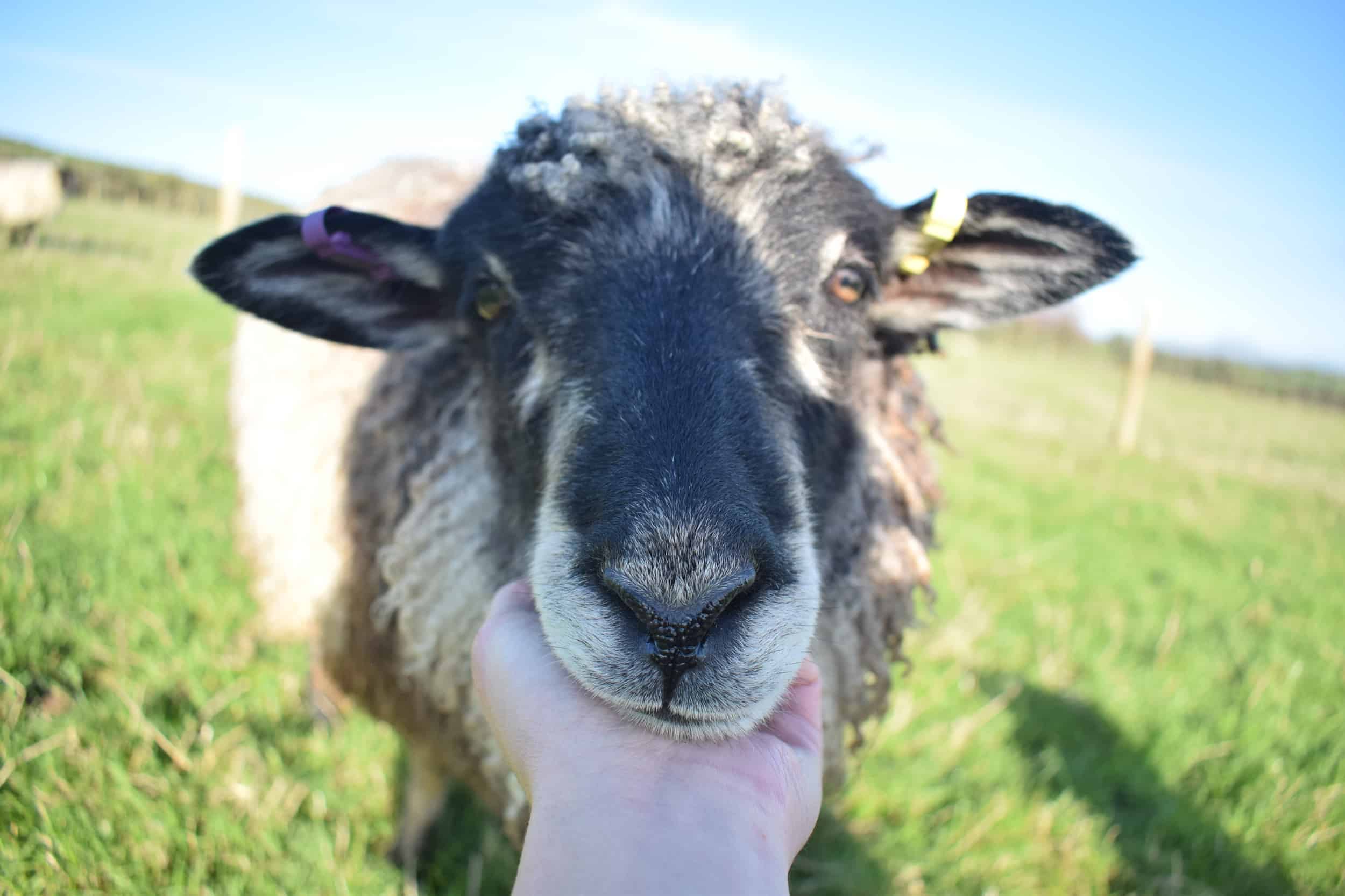 Jemima sheep farm animals coloured leicester longwool gotland sheep shetland ewe lamb kind fibre british wool grey pet sheep 2