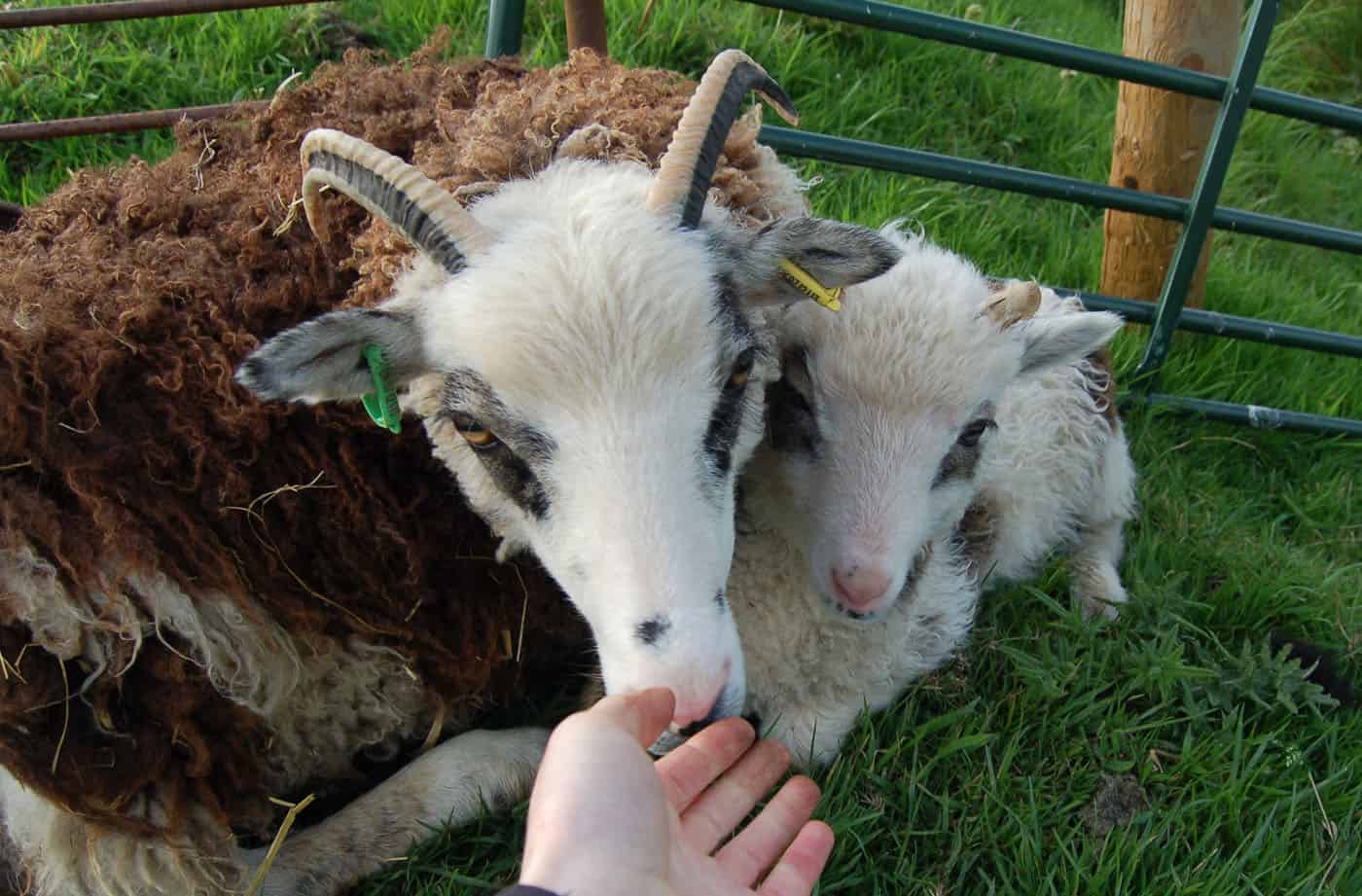 patchwork sheep blossom soay cross shetland sheep and lamb